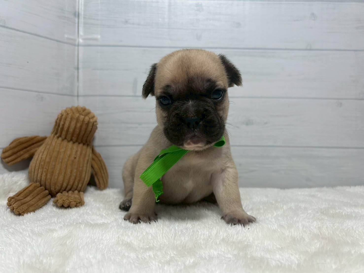 フレンチブルドッグ