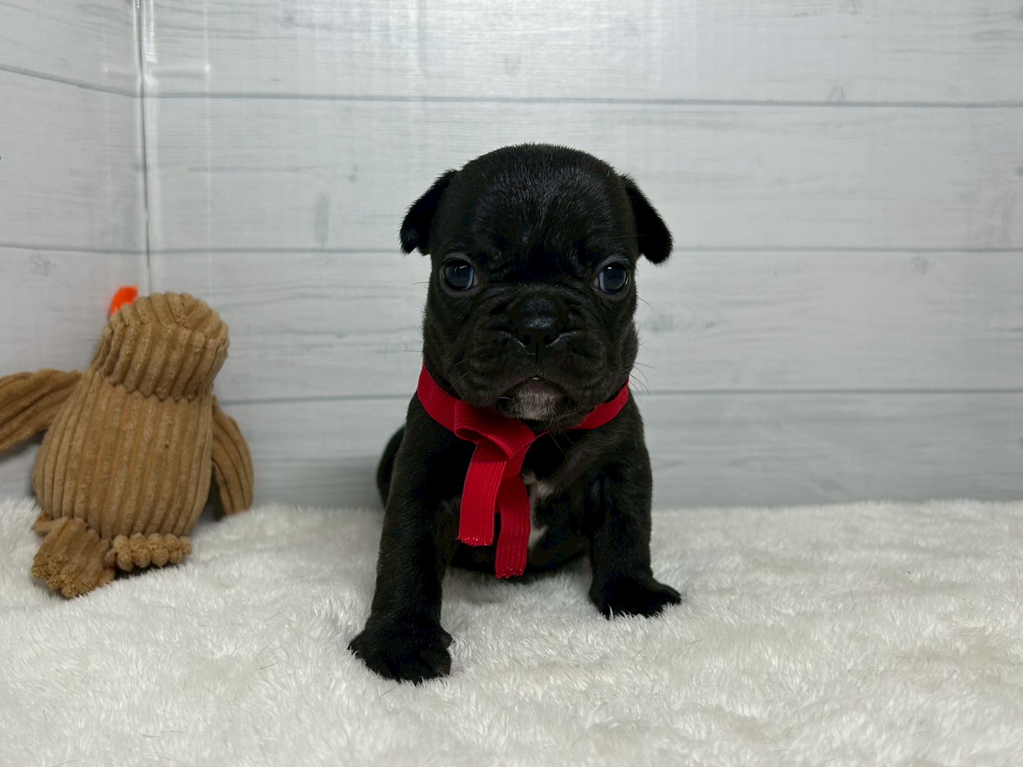 フレンチブルドッグ