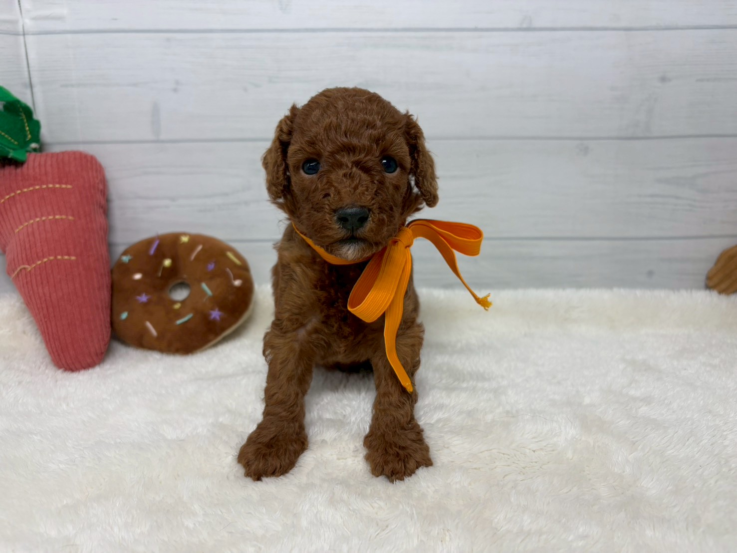 トイ・プードル