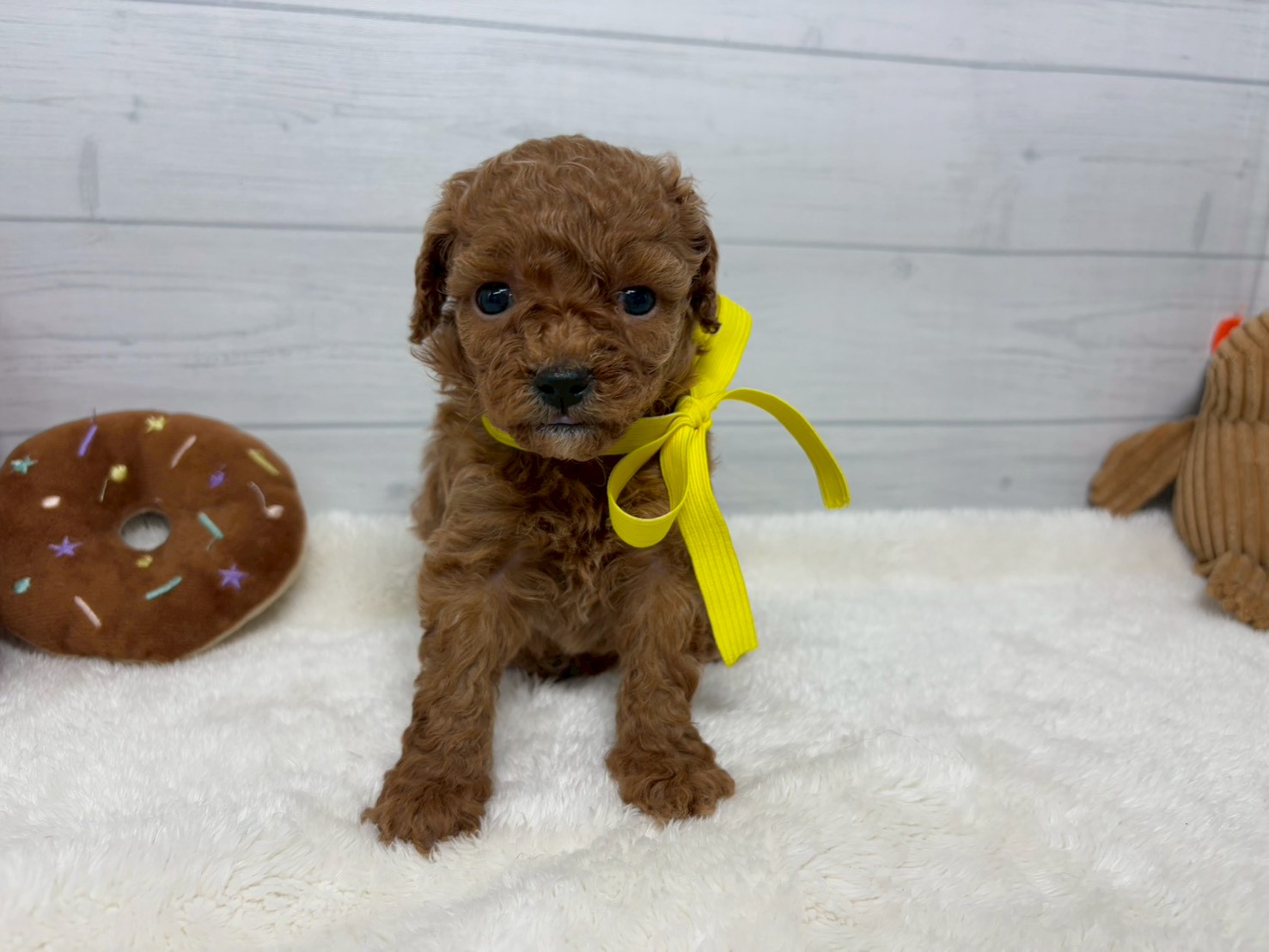 トイ・プードル