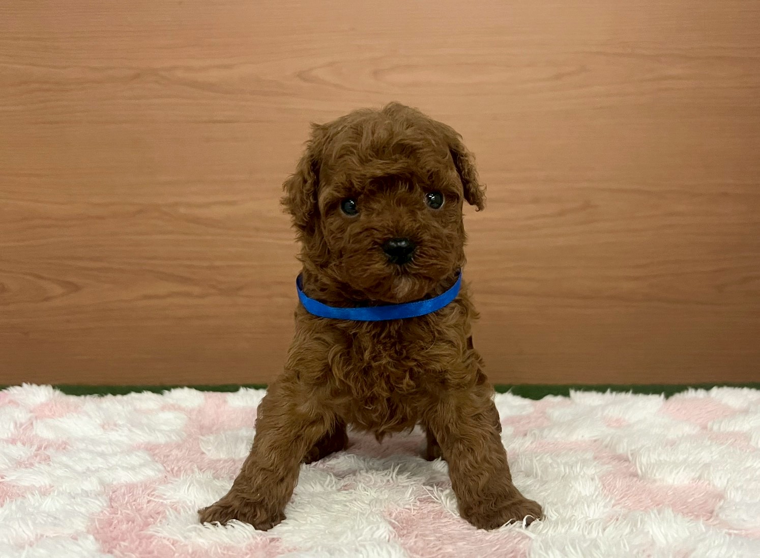 トイ・プードル