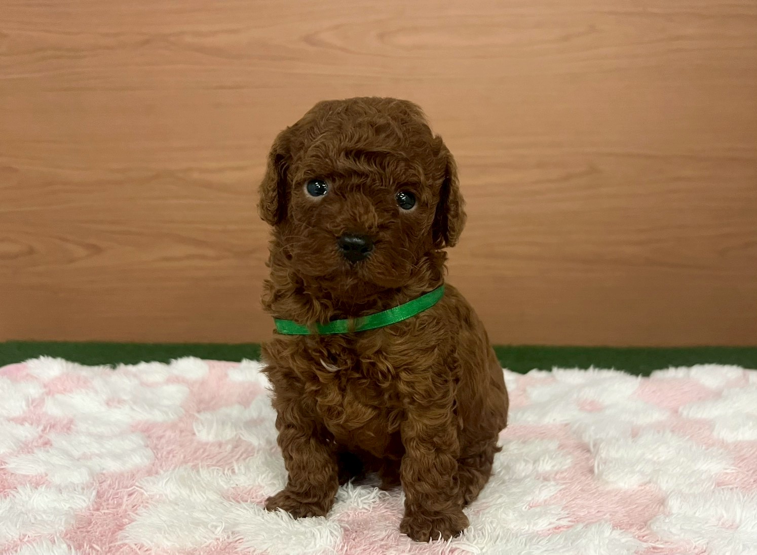 トイ・プードル