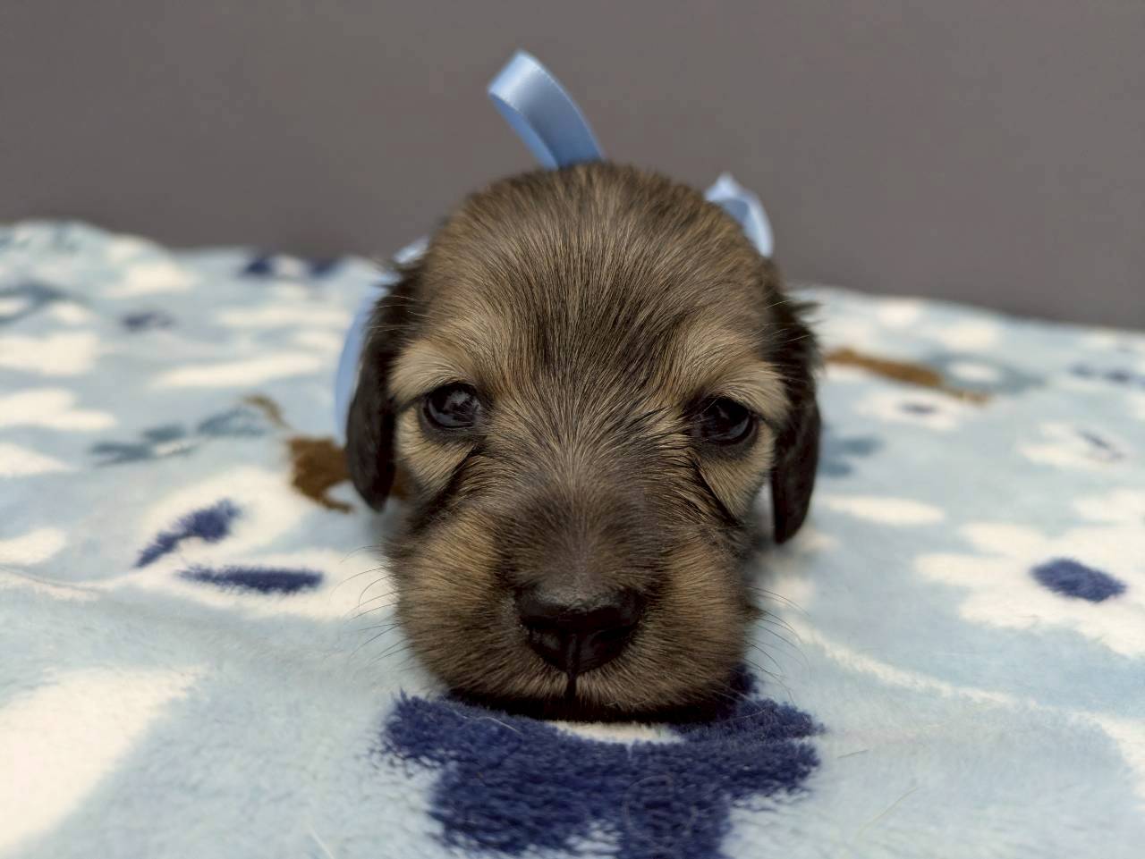 ミニチュア・ダックスフンド