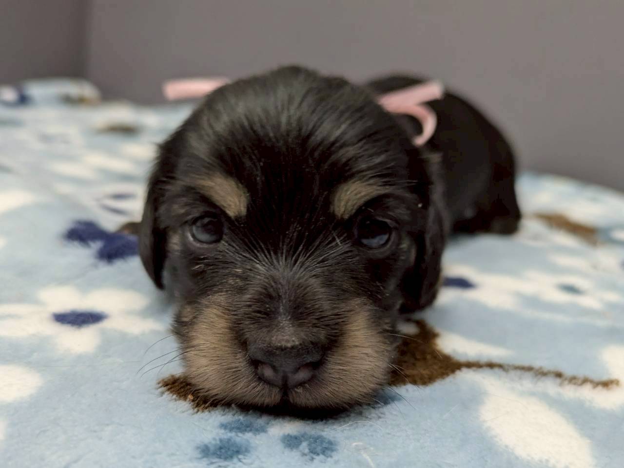 ミニチュア・ダックスフンド