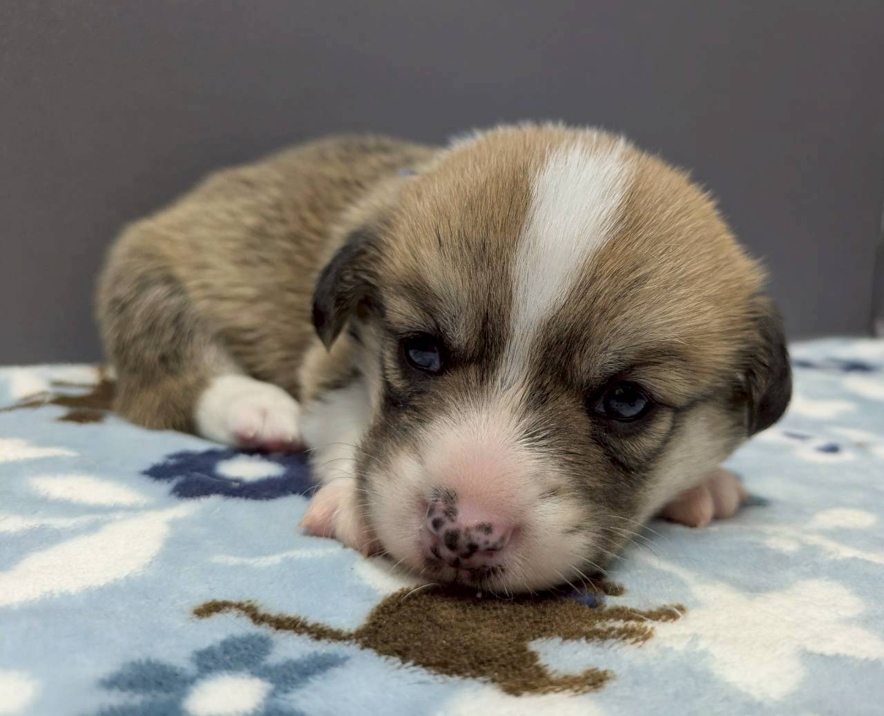 ウェルシュ・コーギー・ペンブローク