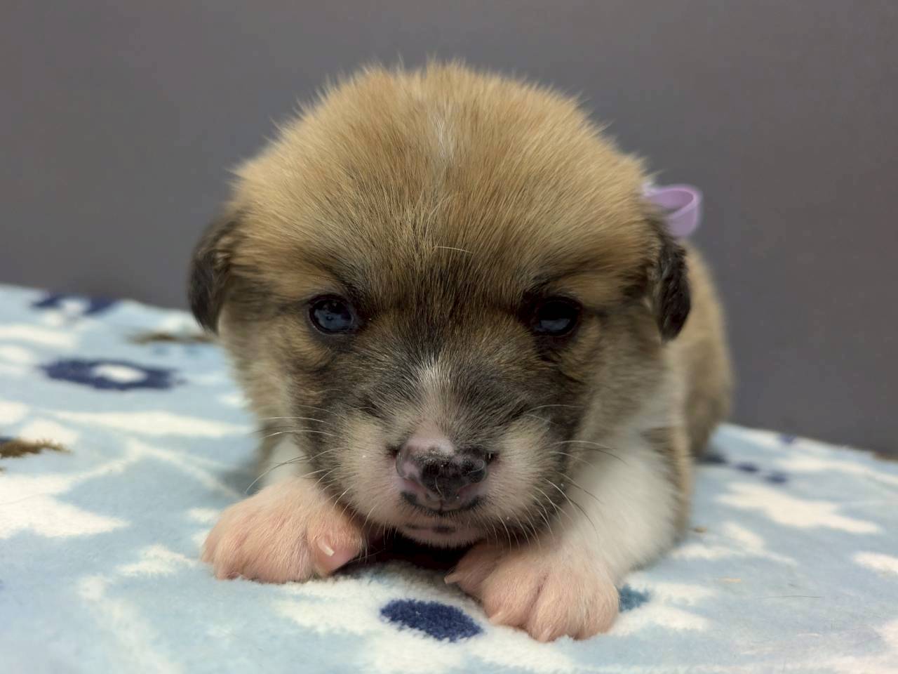 ウェルシュ・コーギー・ペンブローク