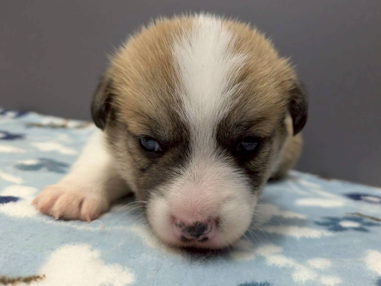 ウェルシュ・コーギー・ペンブローク