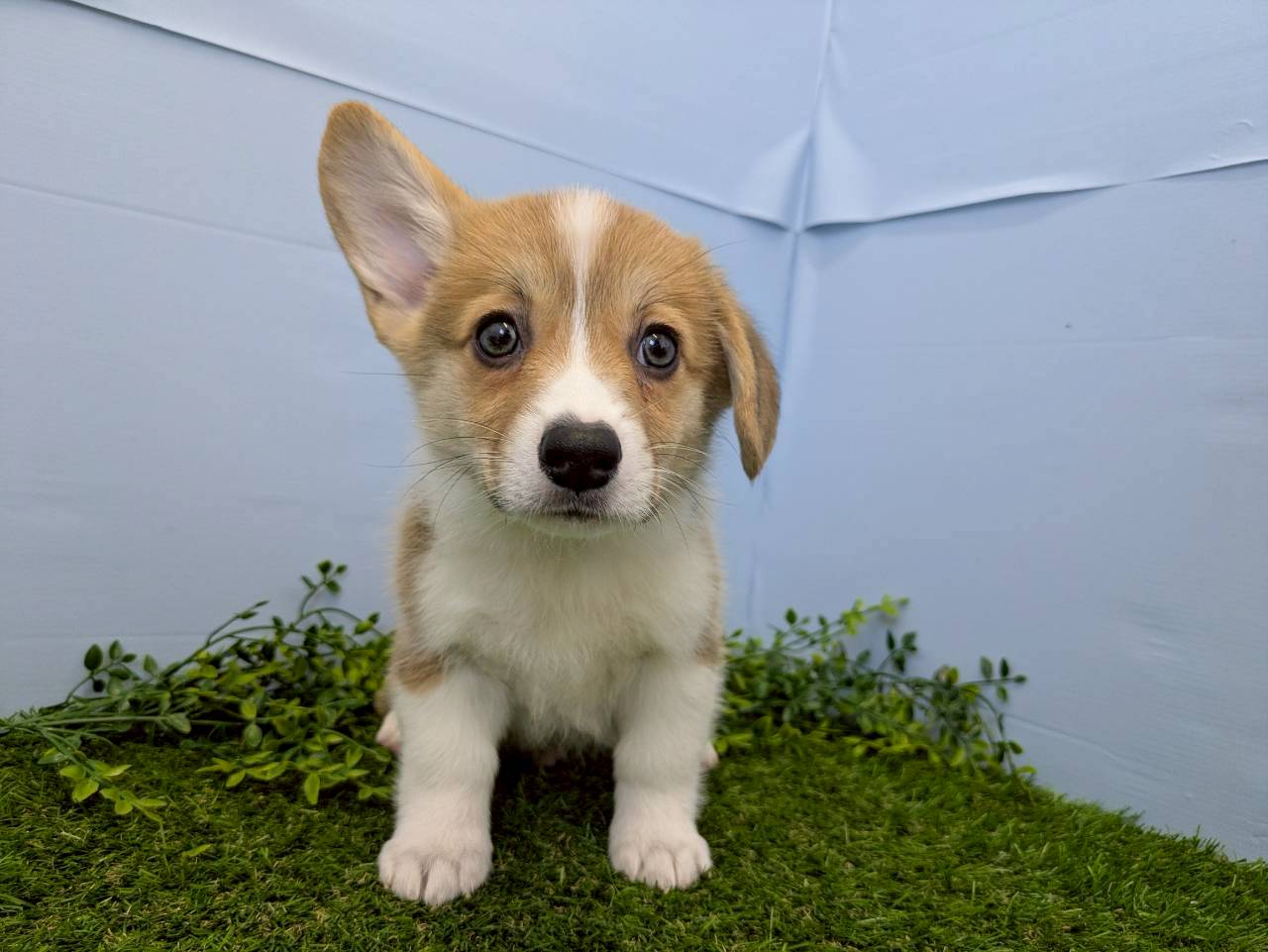 赤ちゃん写真3-1