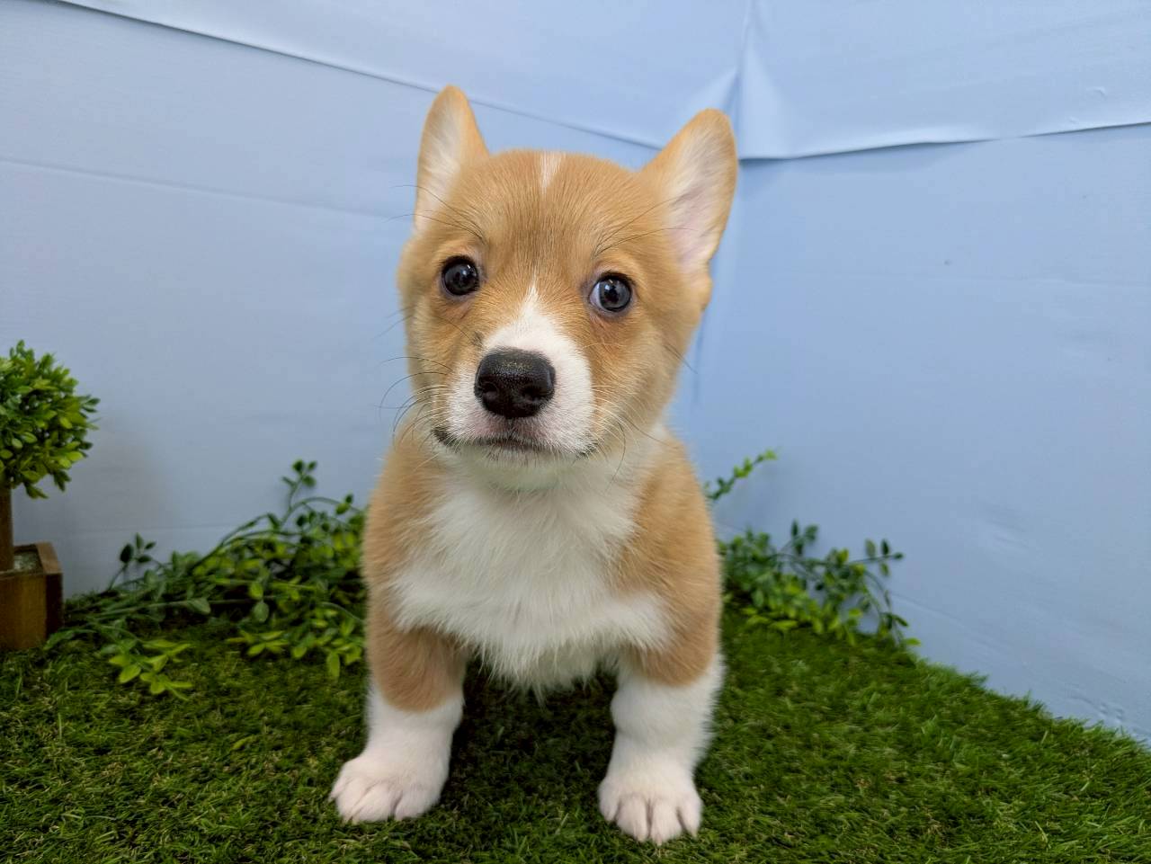 赤ちゃん写真3-1
