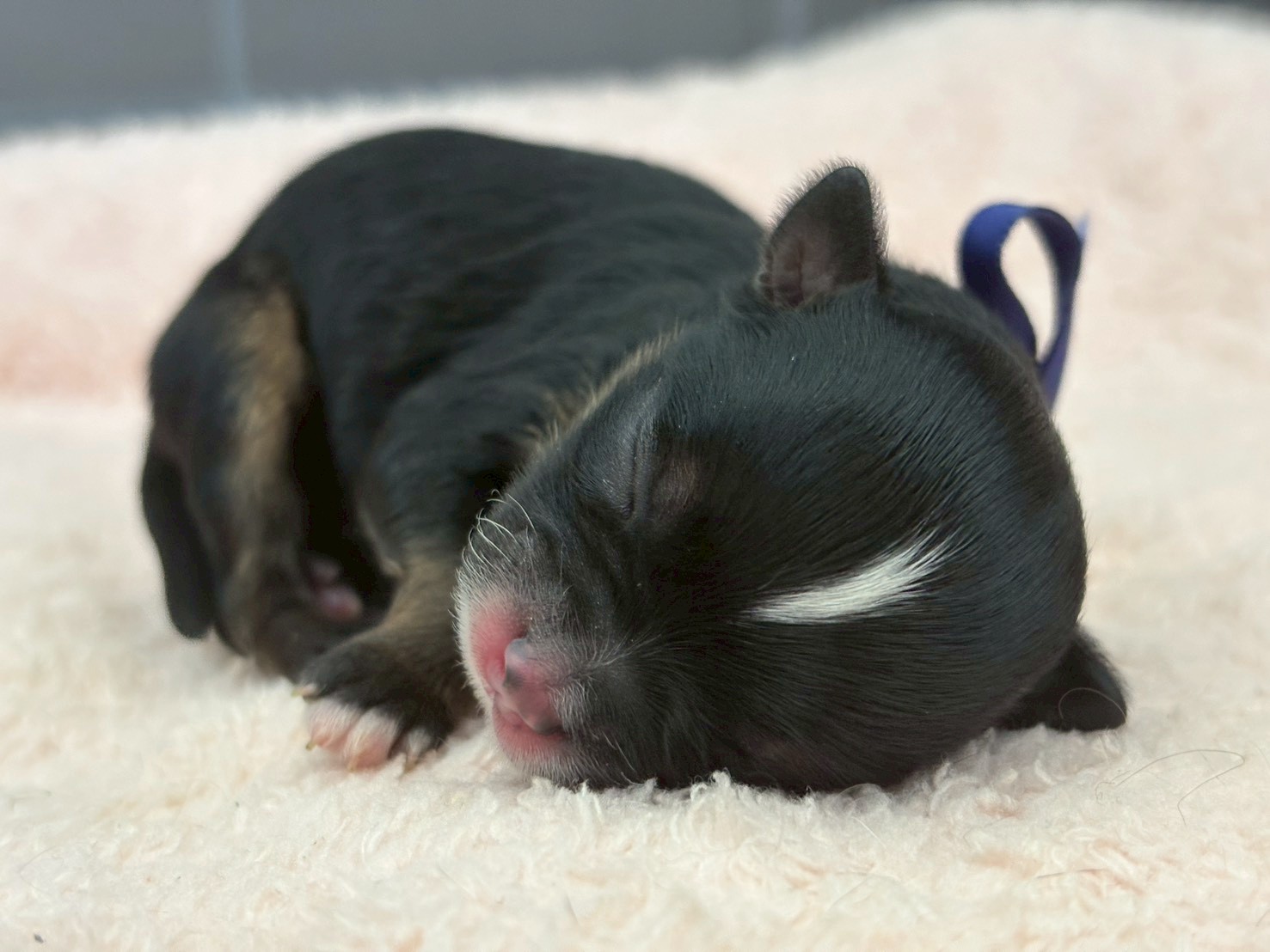 チワワ（ロングコート）