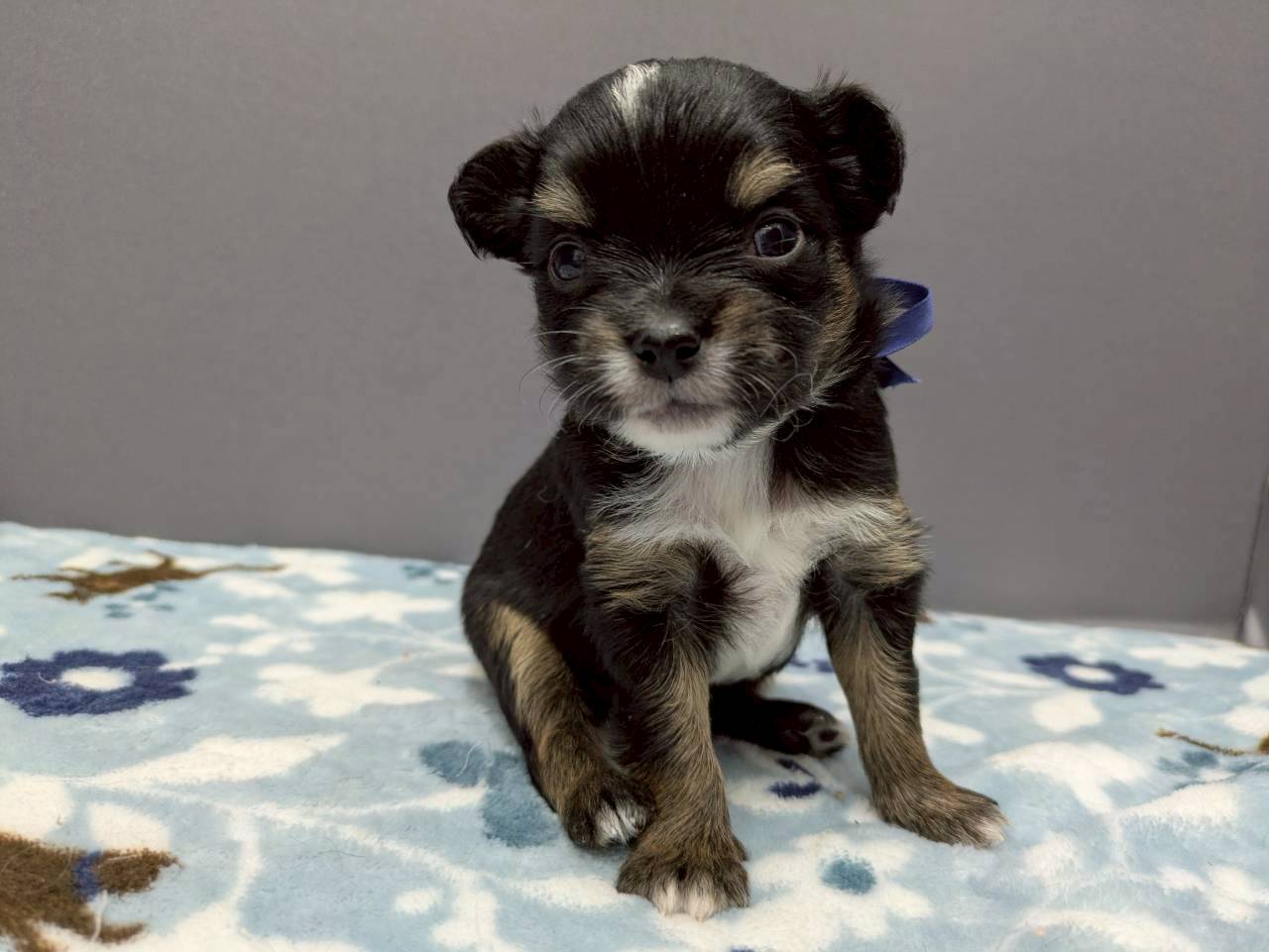 チワワ（ロングコート）