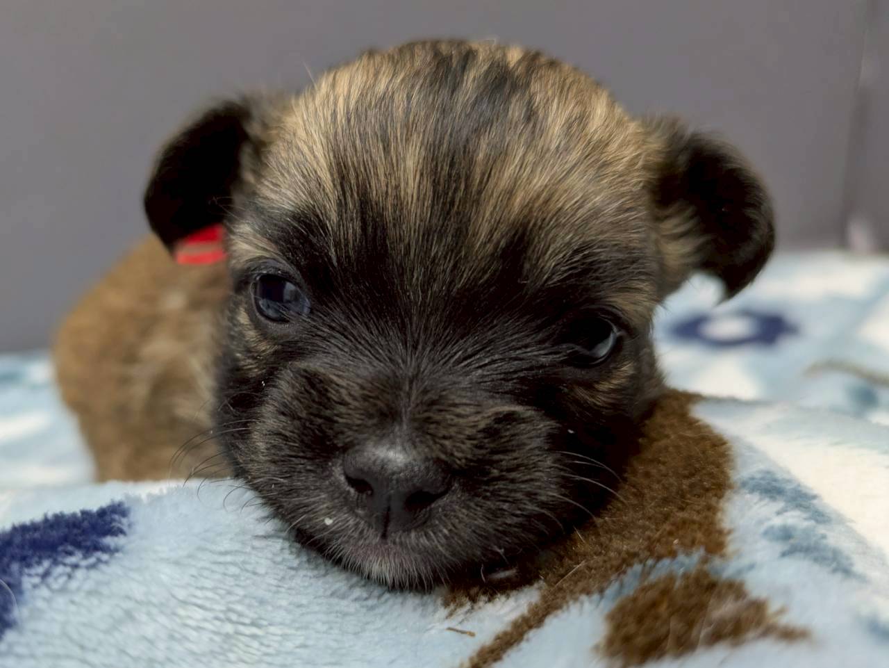 チワワ（ロングコート）