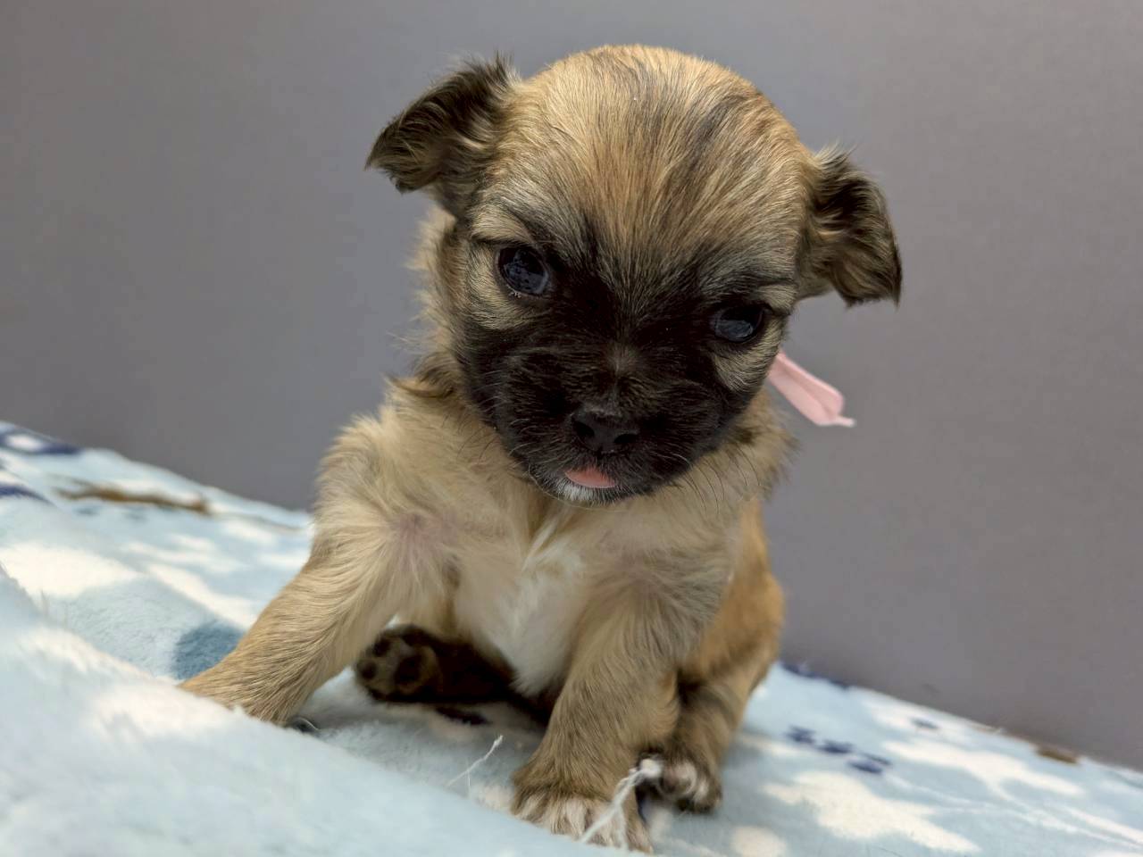 チワワ（ロングコート）