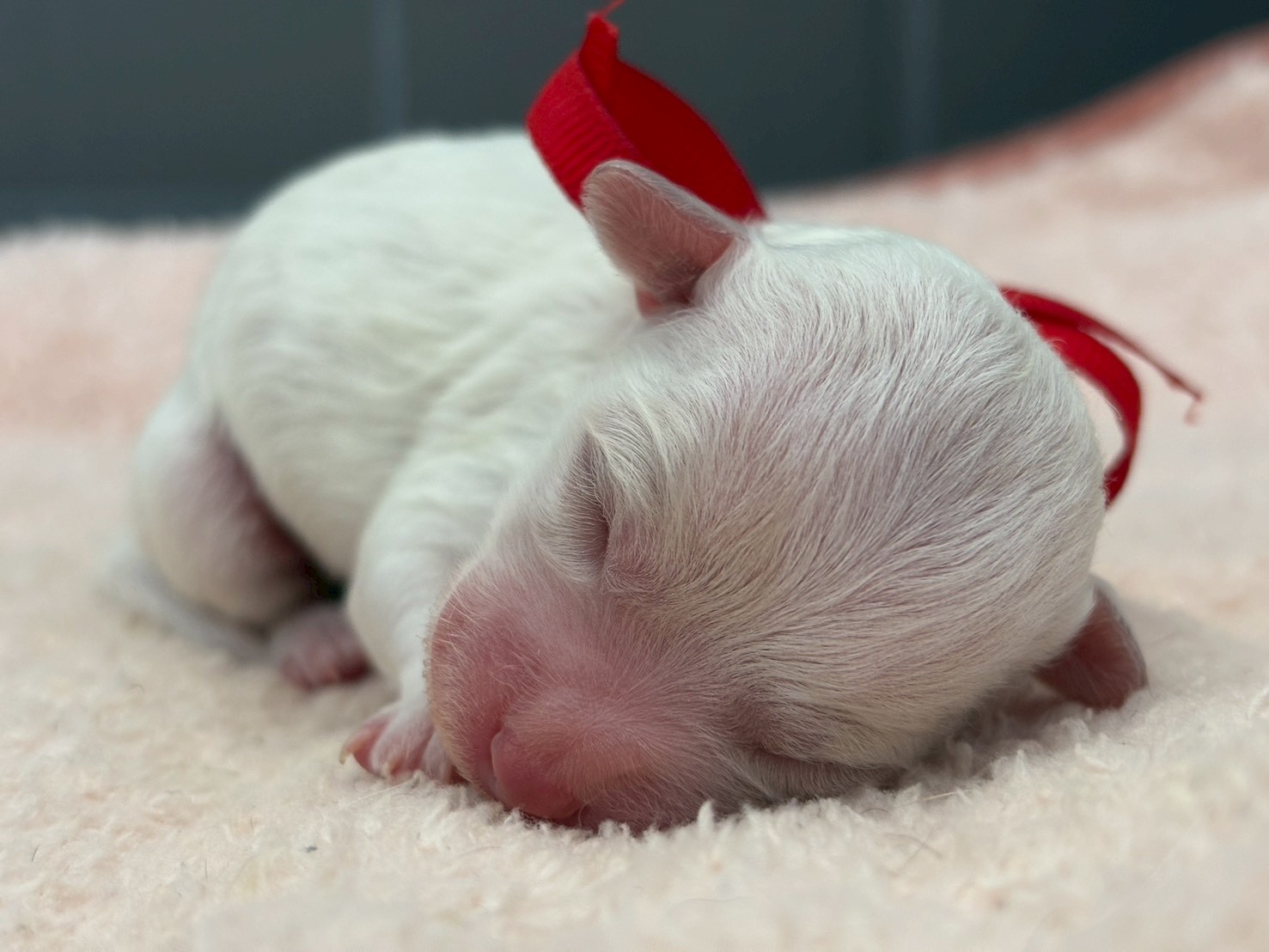 ビション・フリーゼ