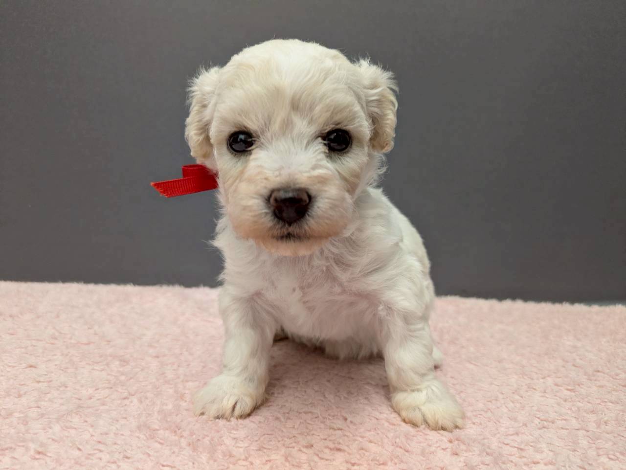 ビション・フリーゼ