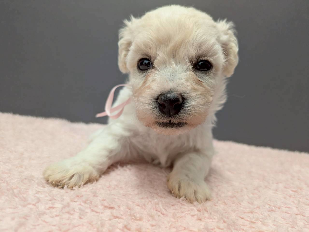 ビション・フリーゼ