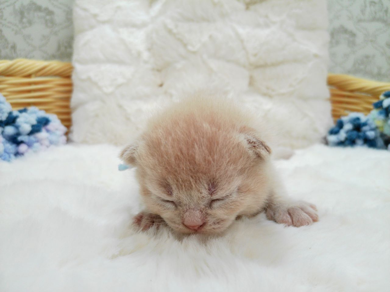 ブリティッシュショートヘアー