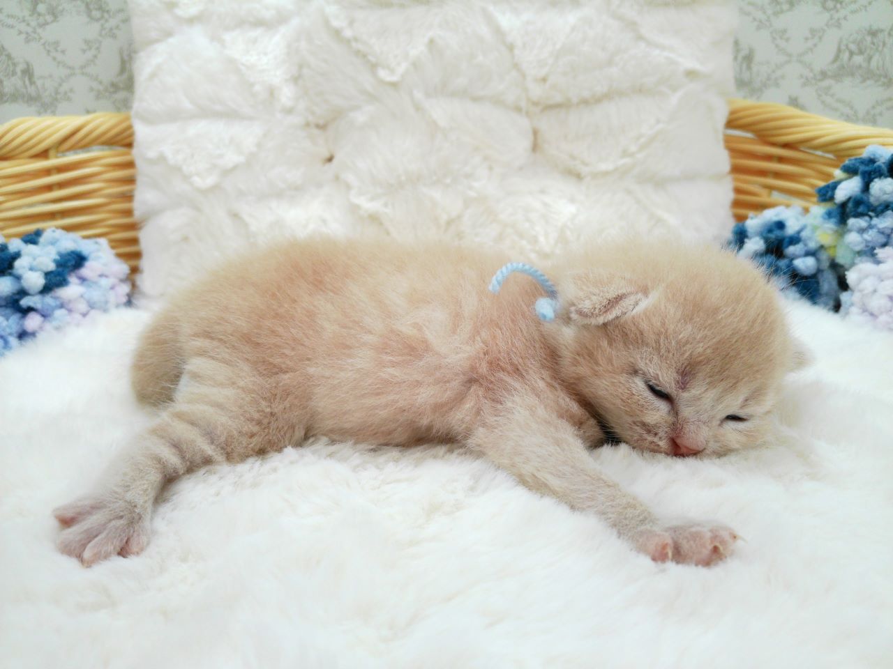 赤ちゃん写真1-2