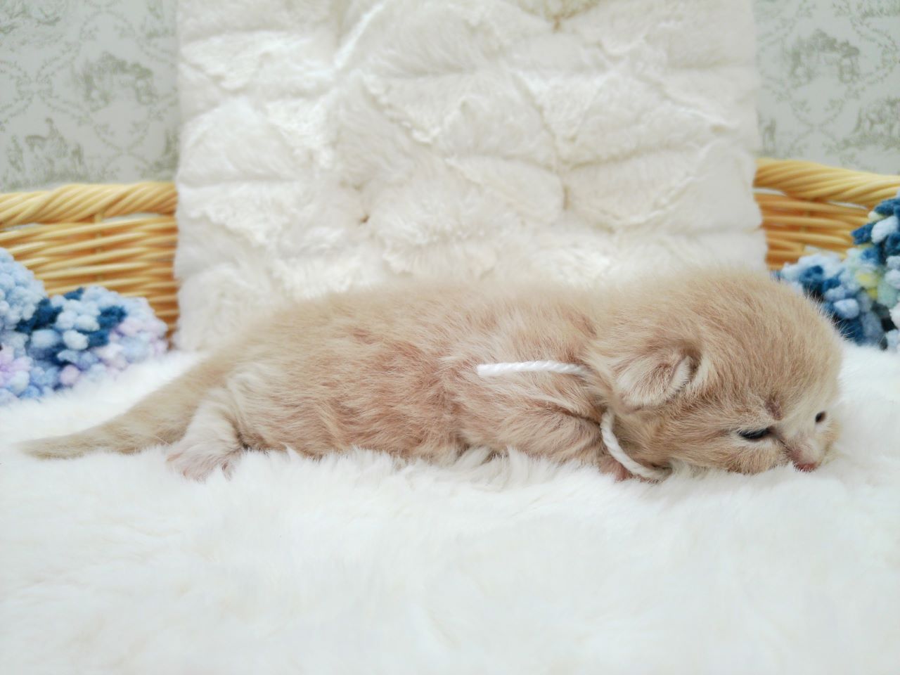 赤ちゃん写真1-2