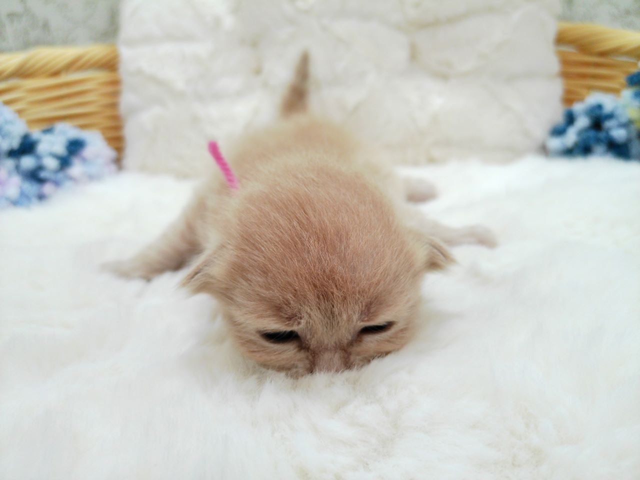 赤ちゃん写真1-1