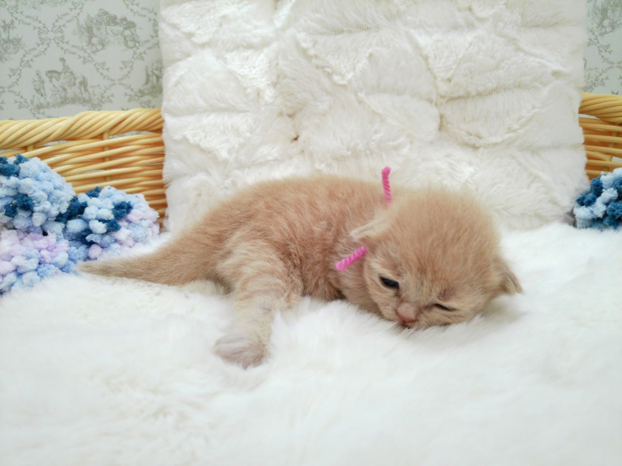 赤ちゃん写真1-2