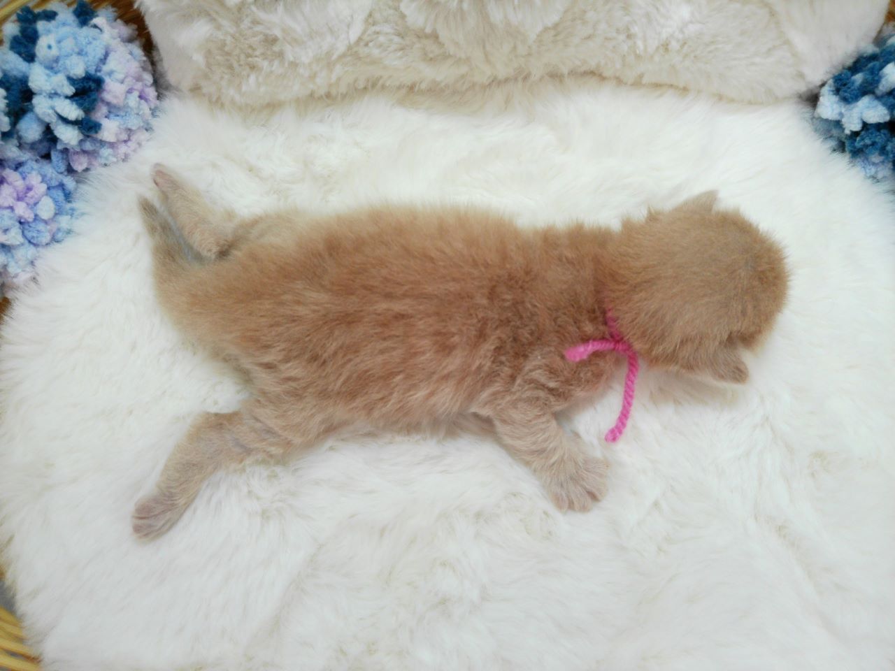 赤ちゃん写真1-3