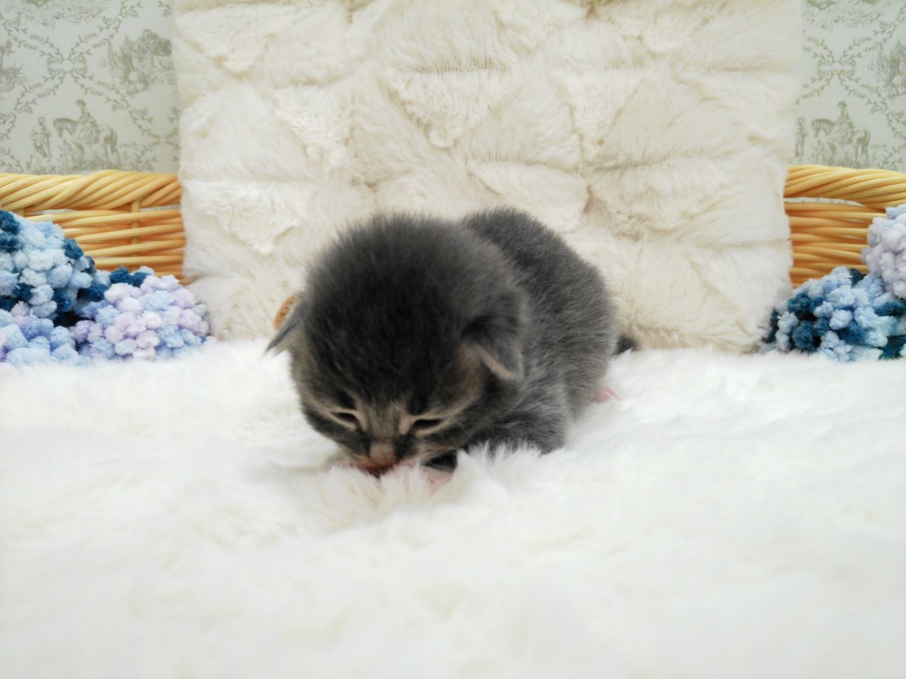 赤ちゃん写真1-1