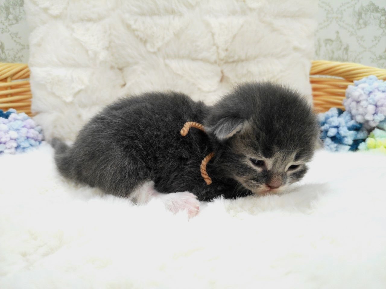 赤ちゃん写真1-2