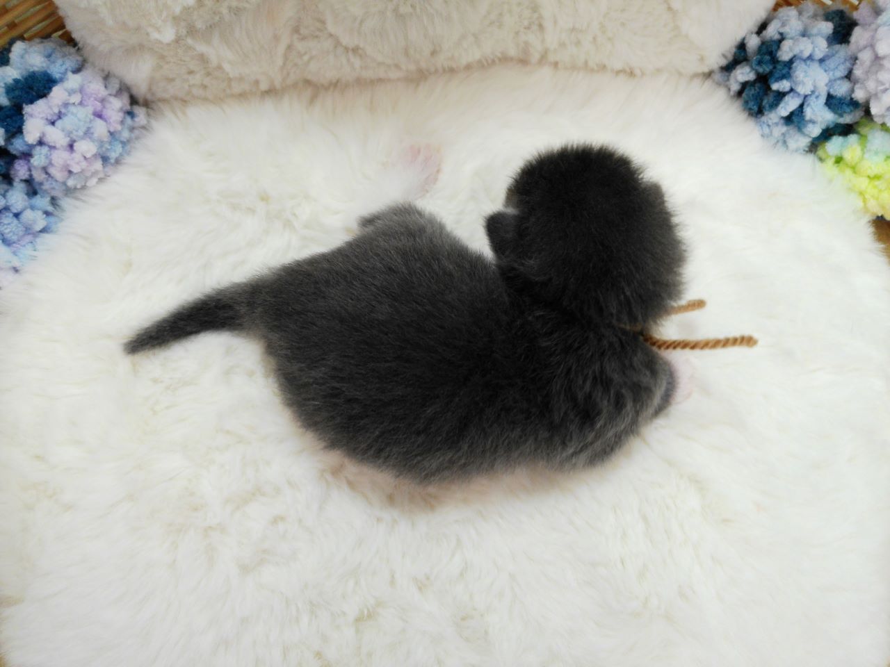 赤ちゃん写真1-3