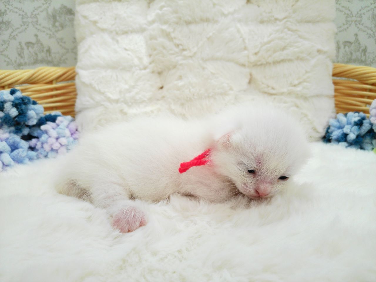 赤ちゃん写真1-2