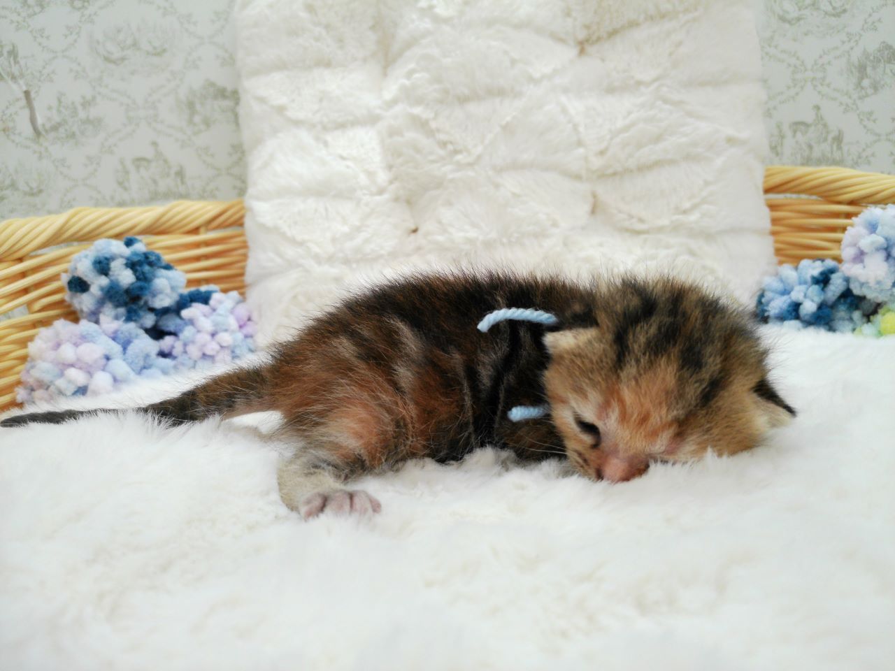 赤ちゃん写真1-2