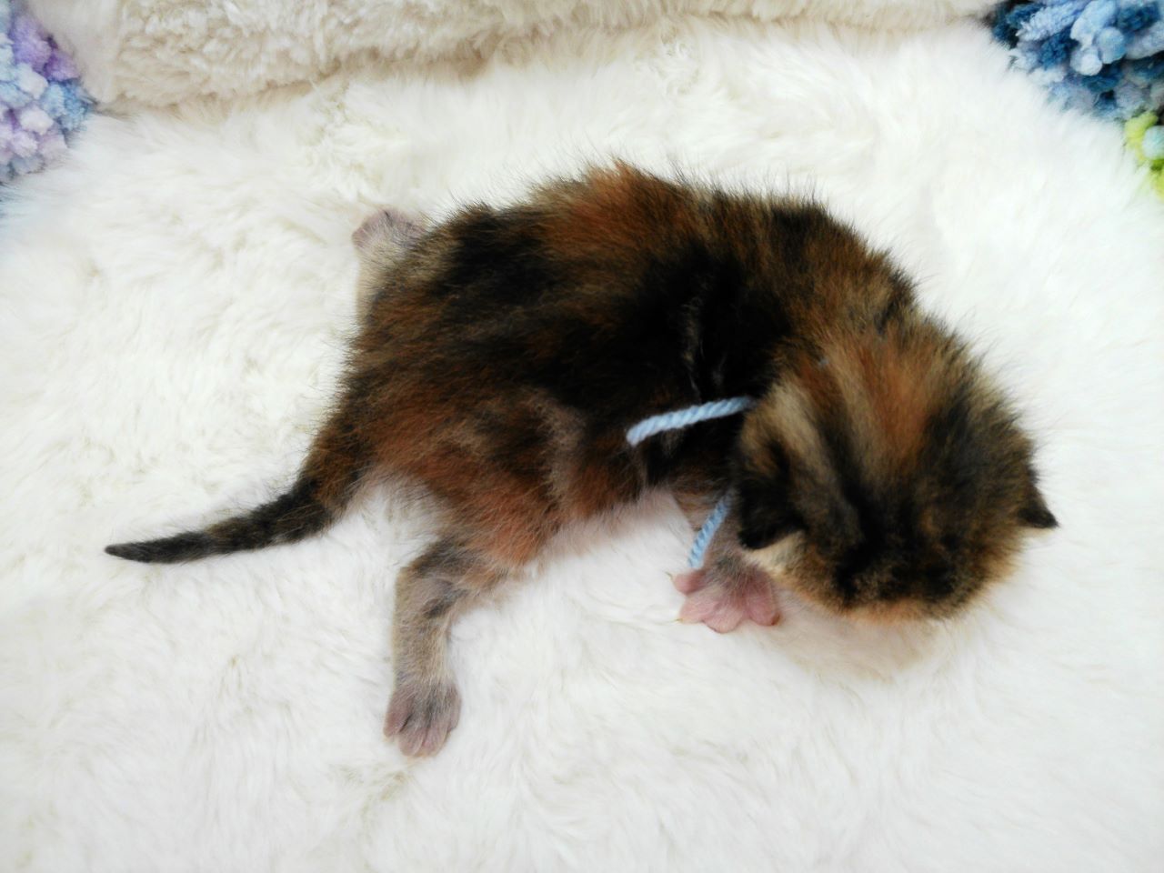 赤ちゃん写真1-3