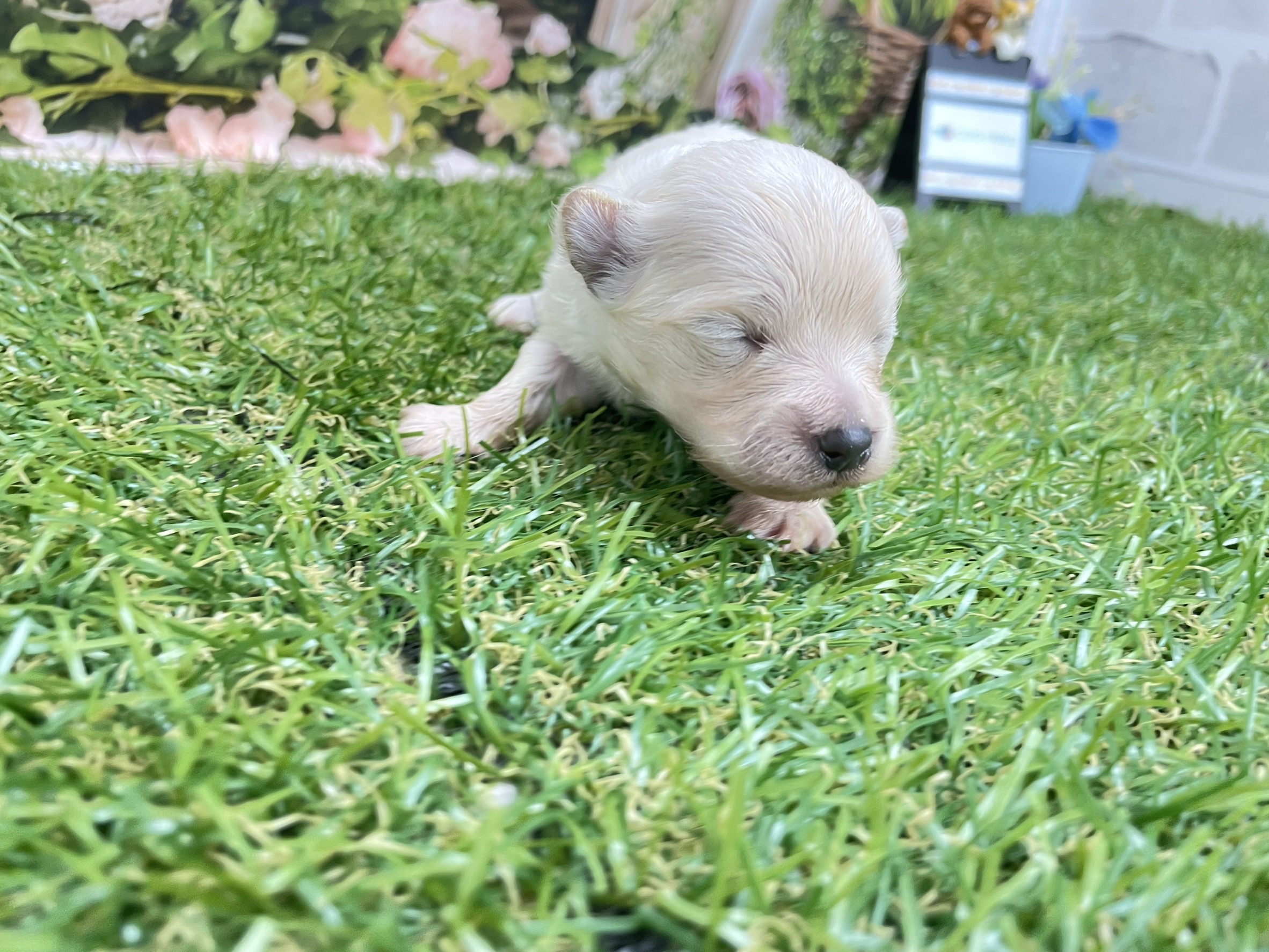 赤ちゃん写真1-2