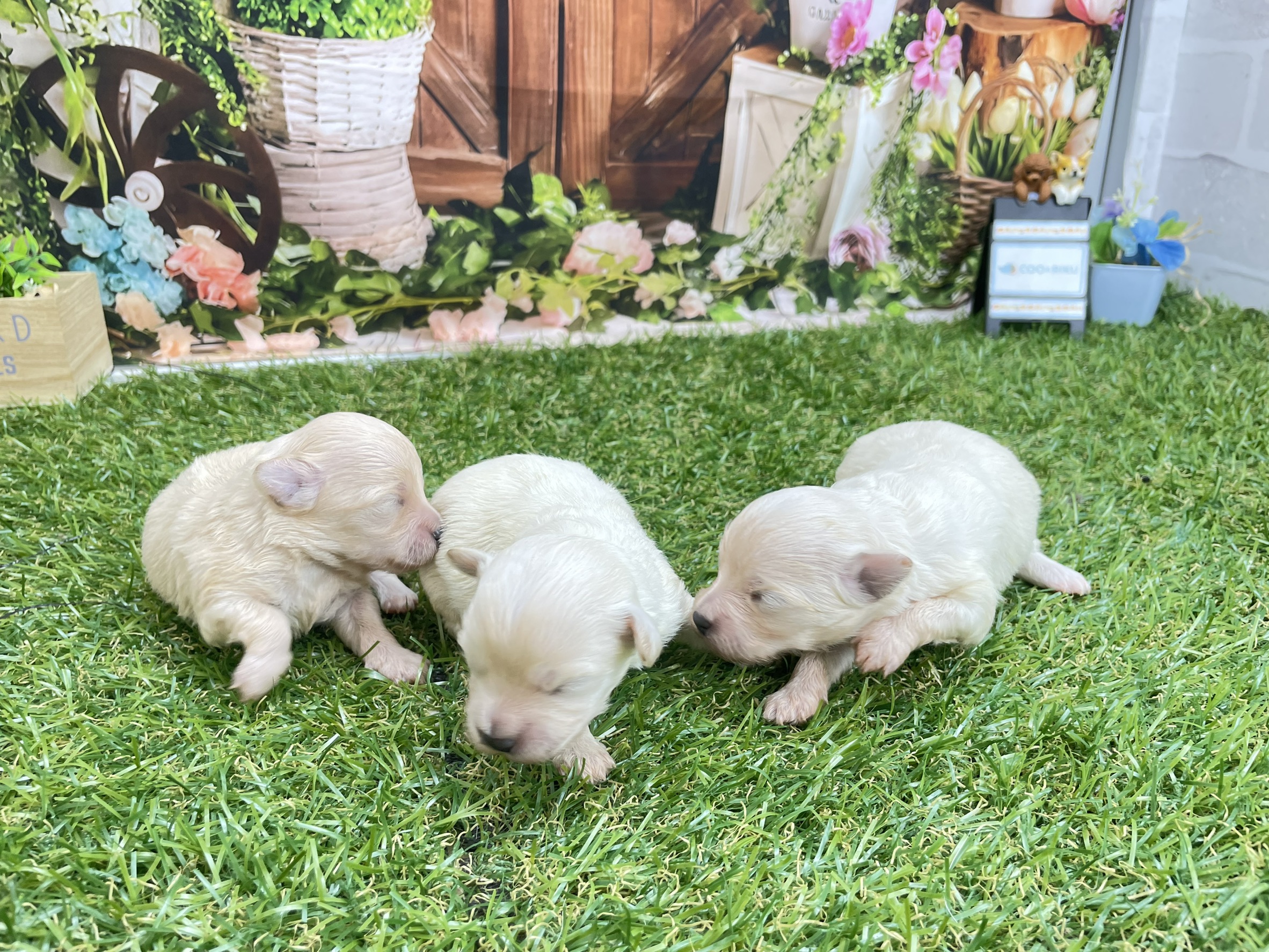 赤ちゃん写真1-3