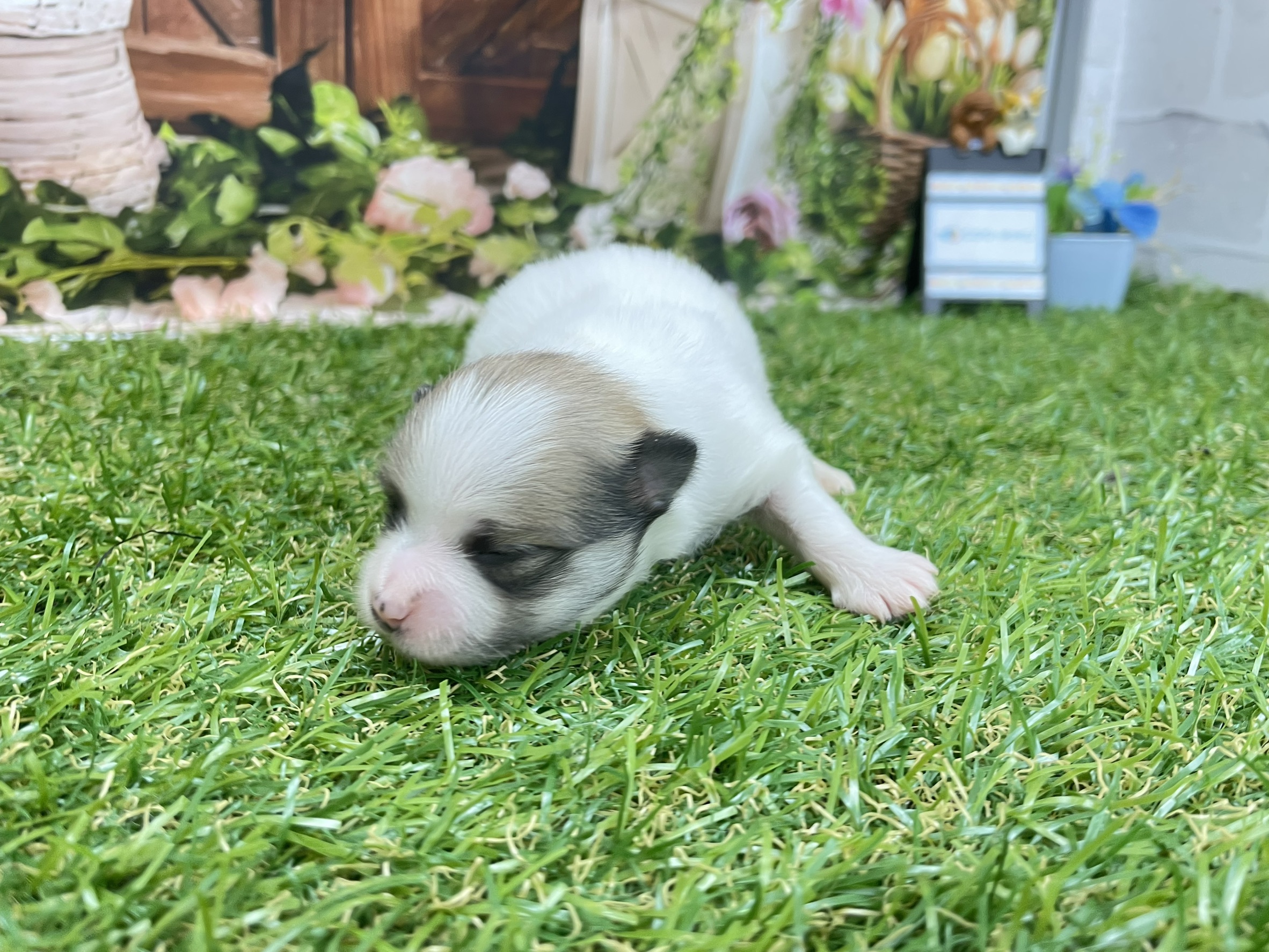 赤ちゃん写真1-1