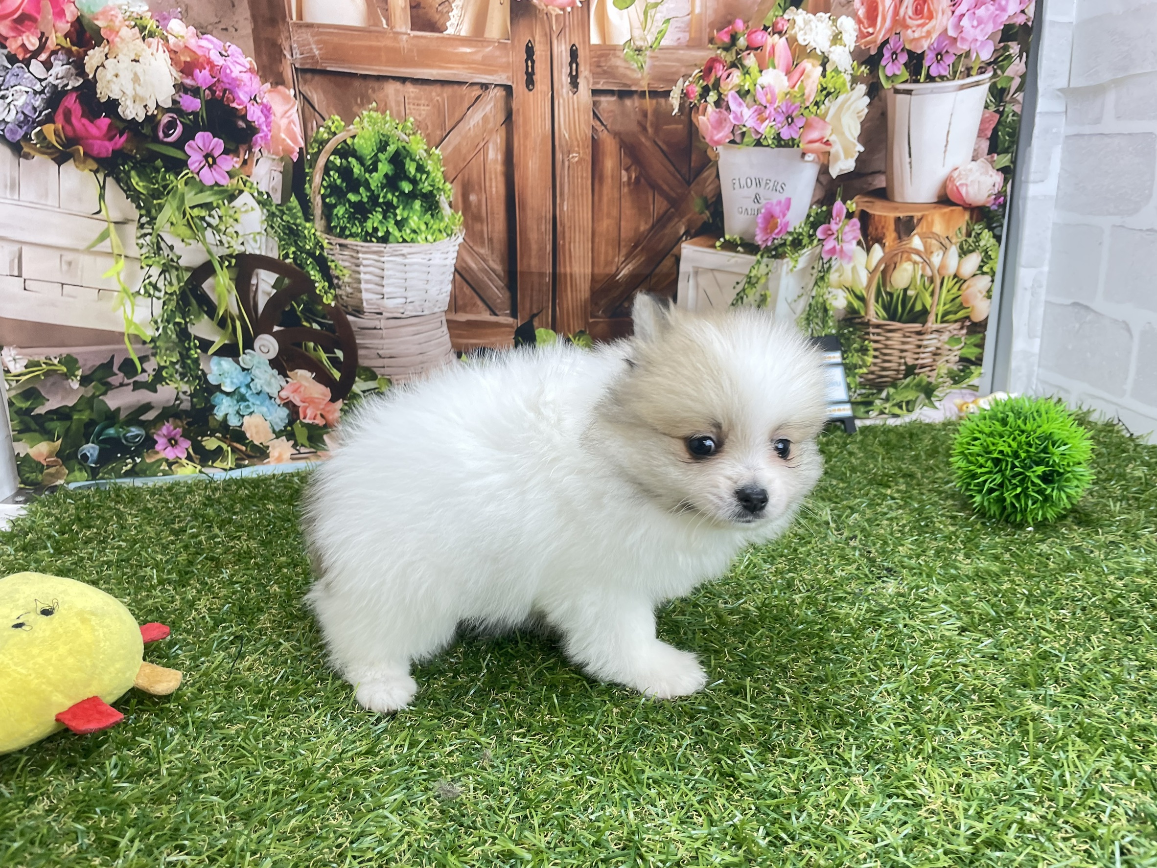 赤ちゃん写真2-1