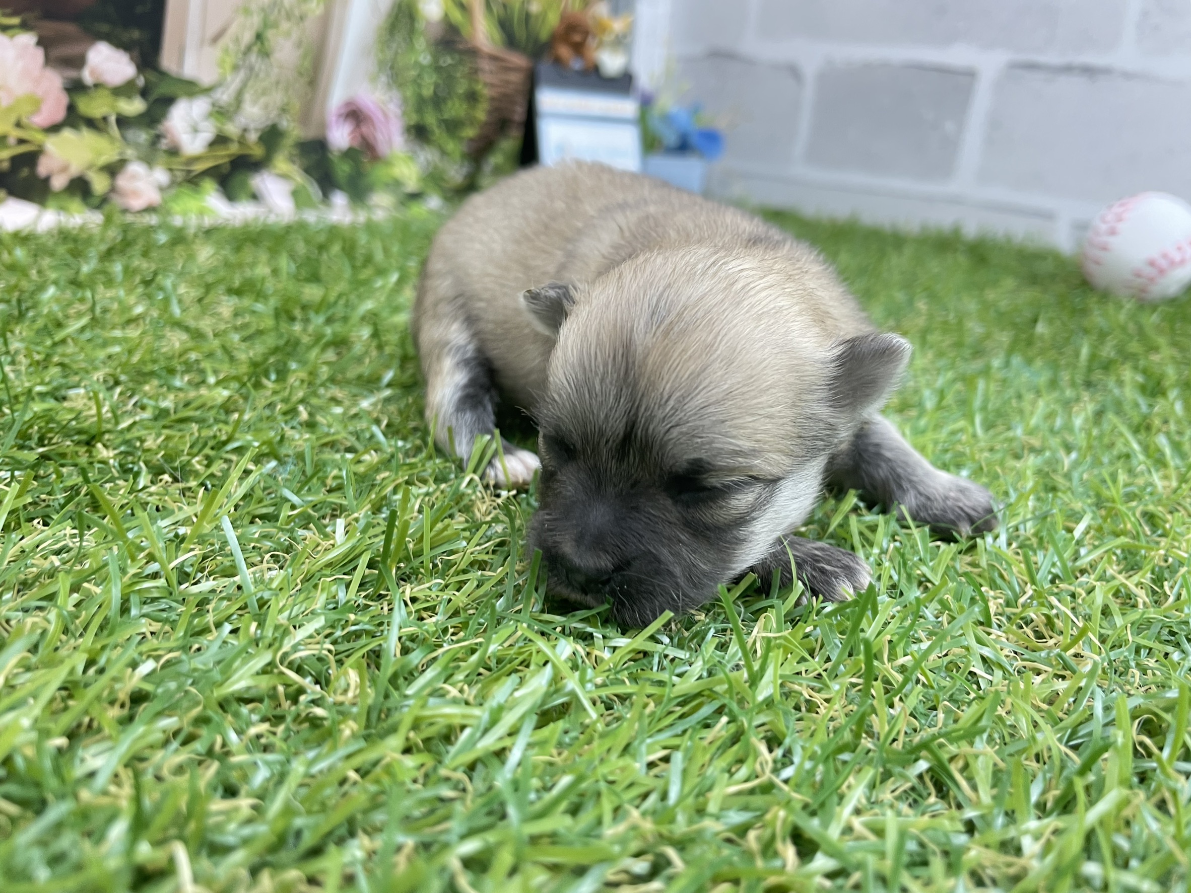 赤ちゃん写真1-1