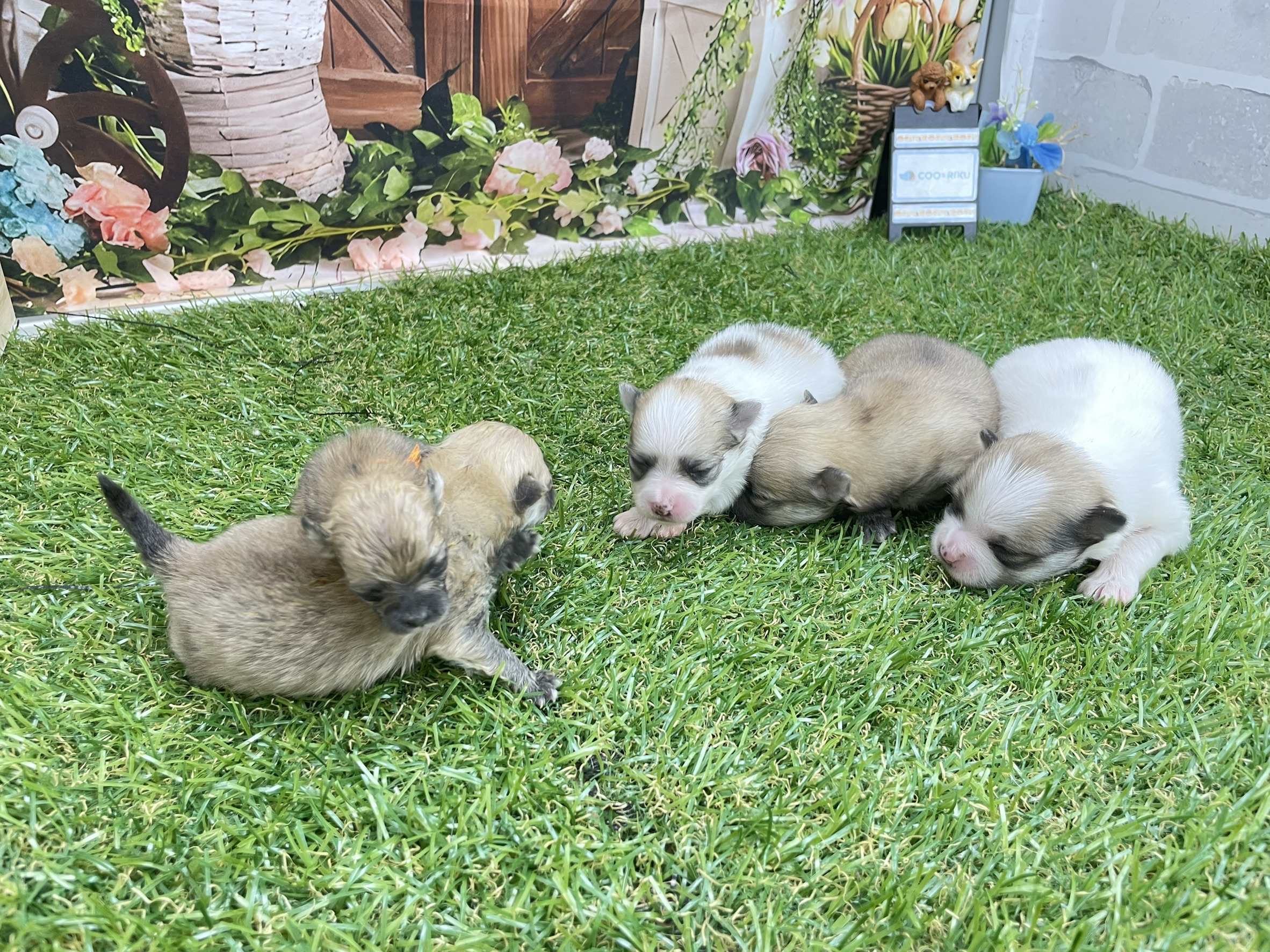 赤ちゃん写真1-3