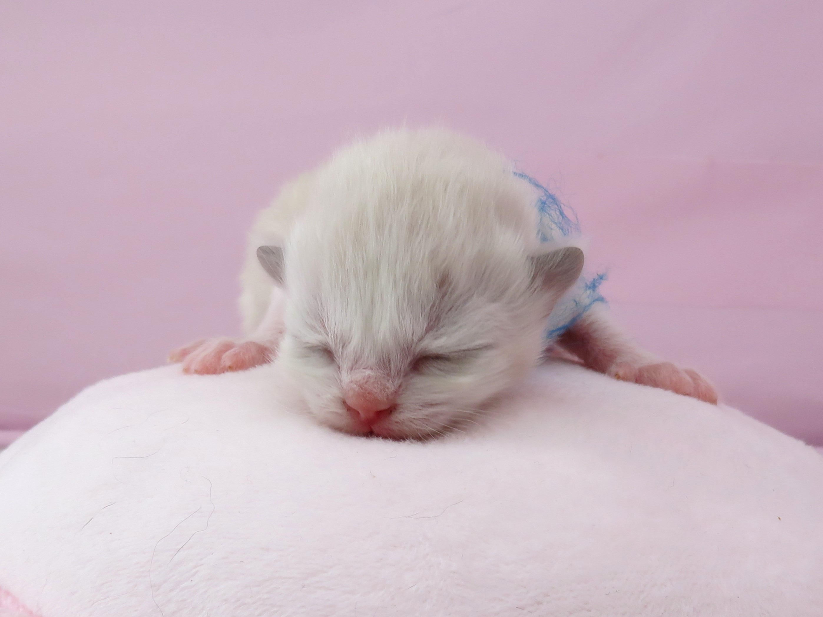 赤ちゃん写真1-1