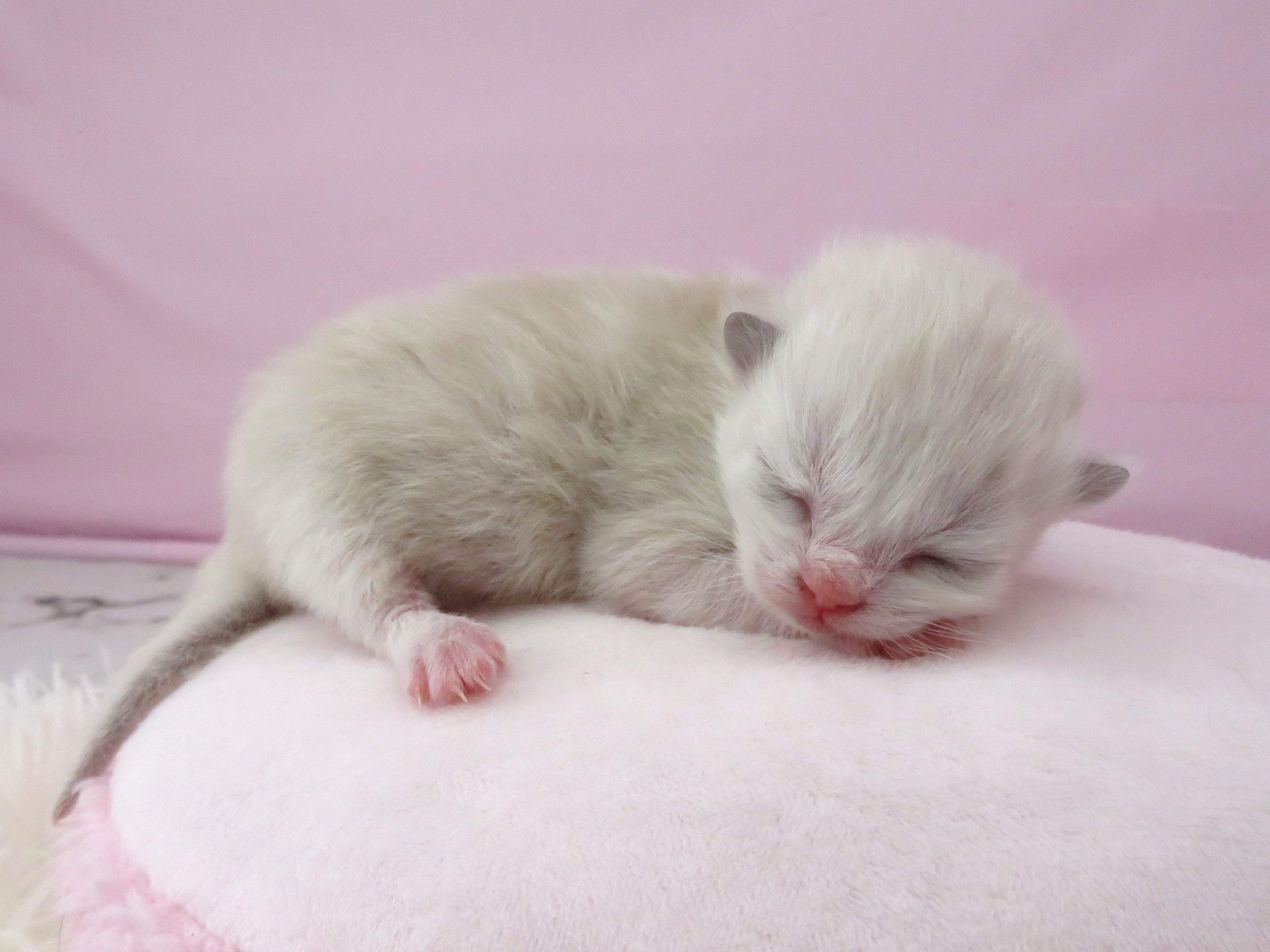 赤ちゃん写真1-2