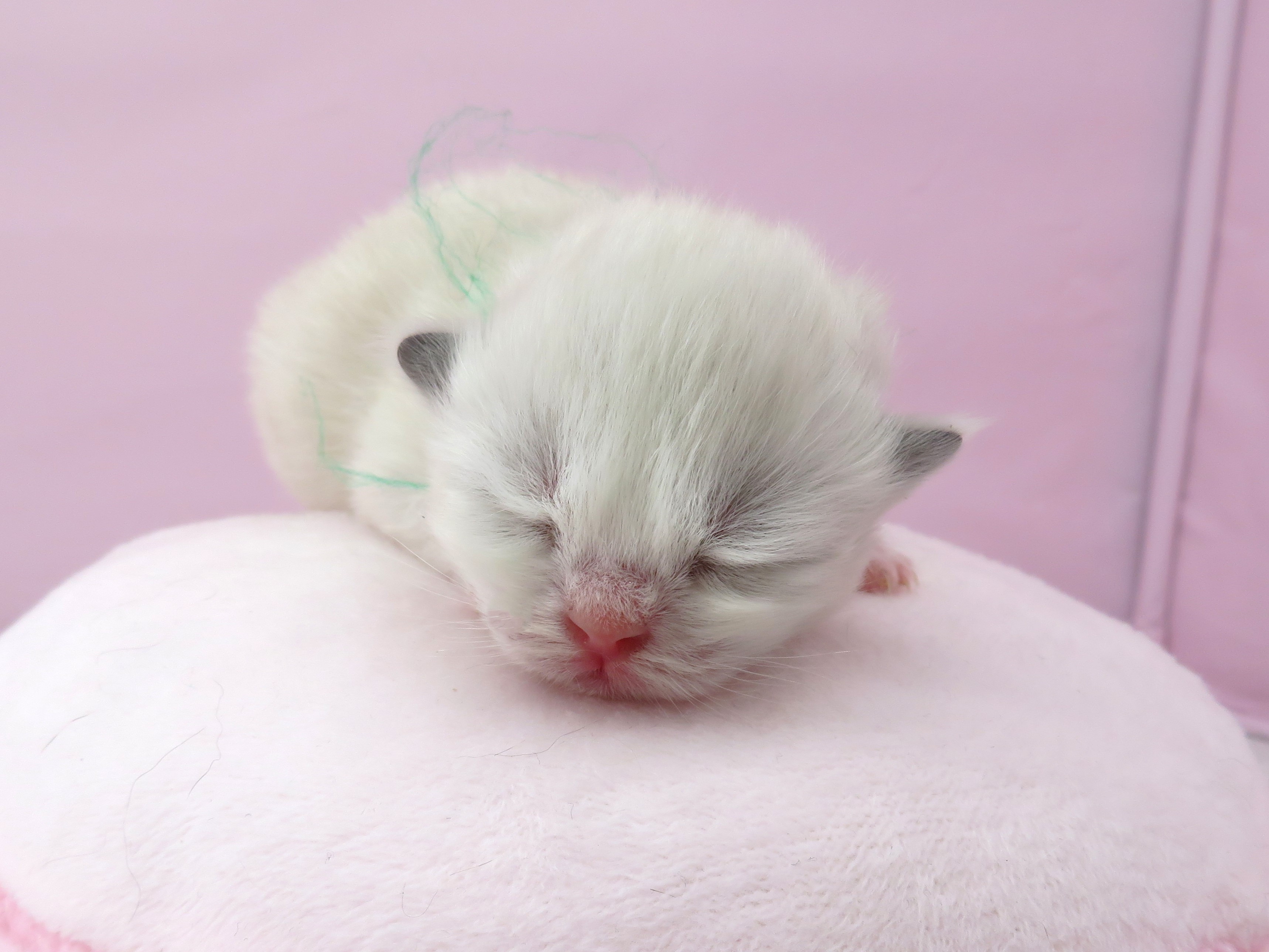 赤ちゃん写真1-1