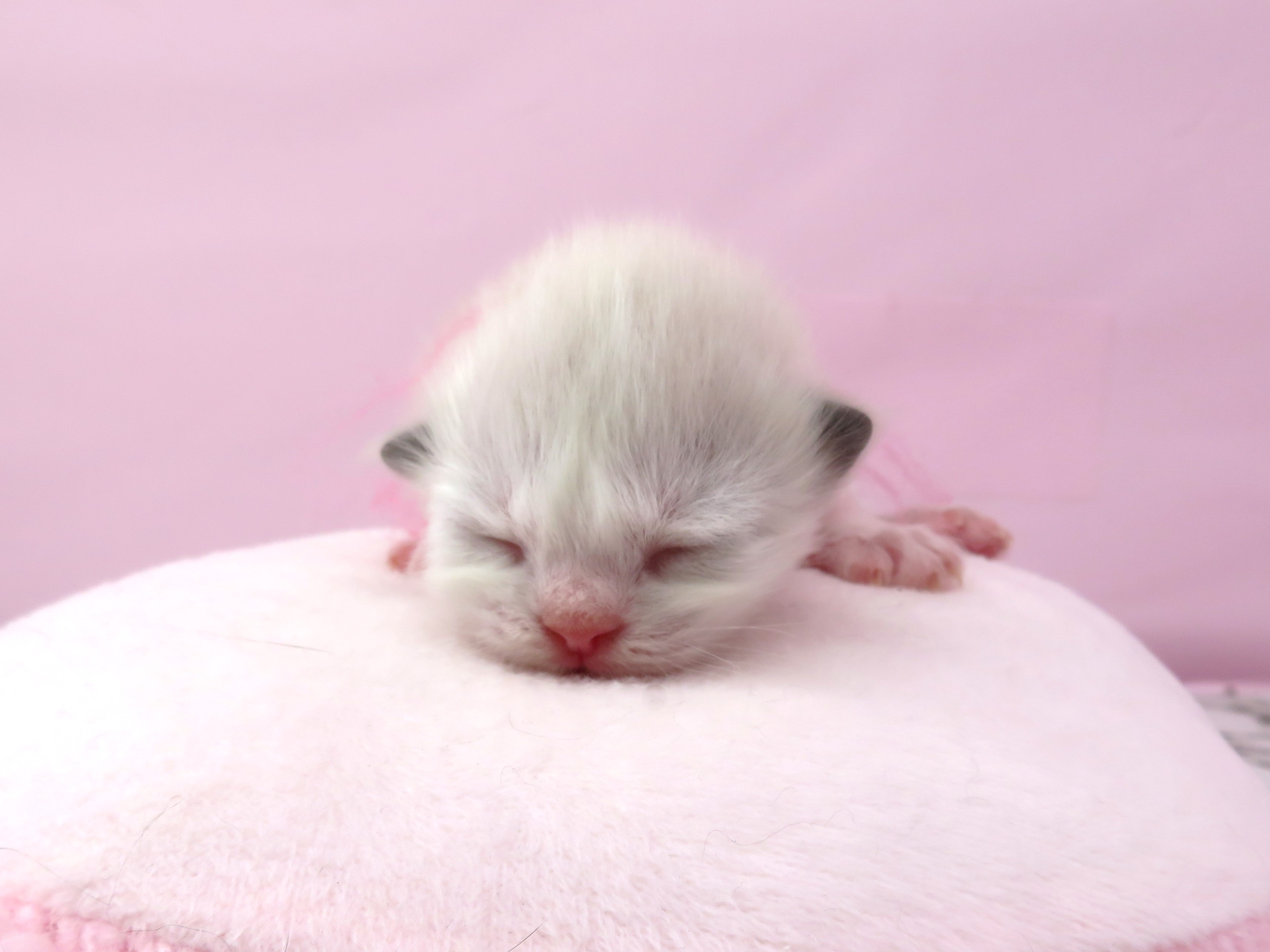 赤ちゃん写真1-1