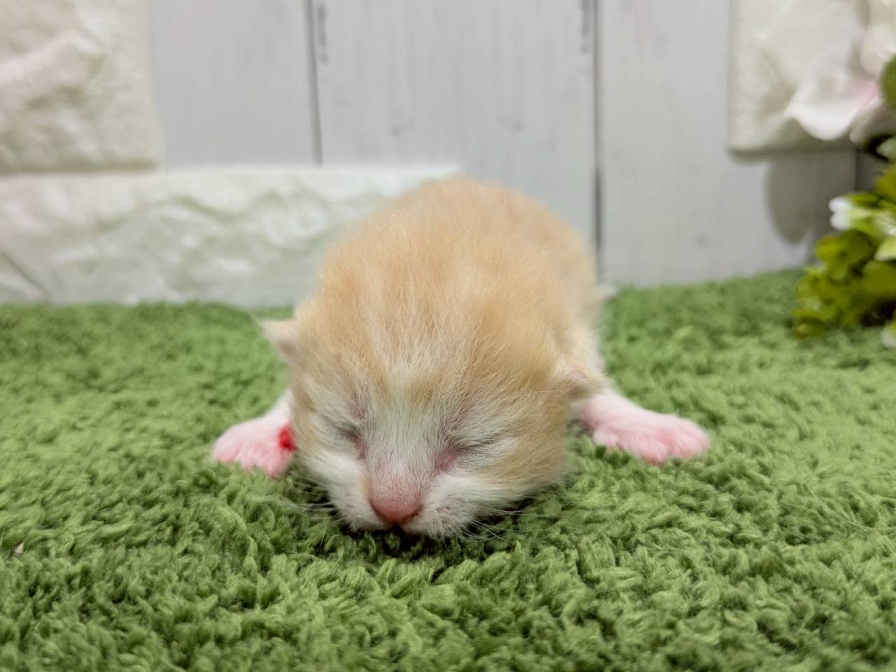 スコティッシュフォールド