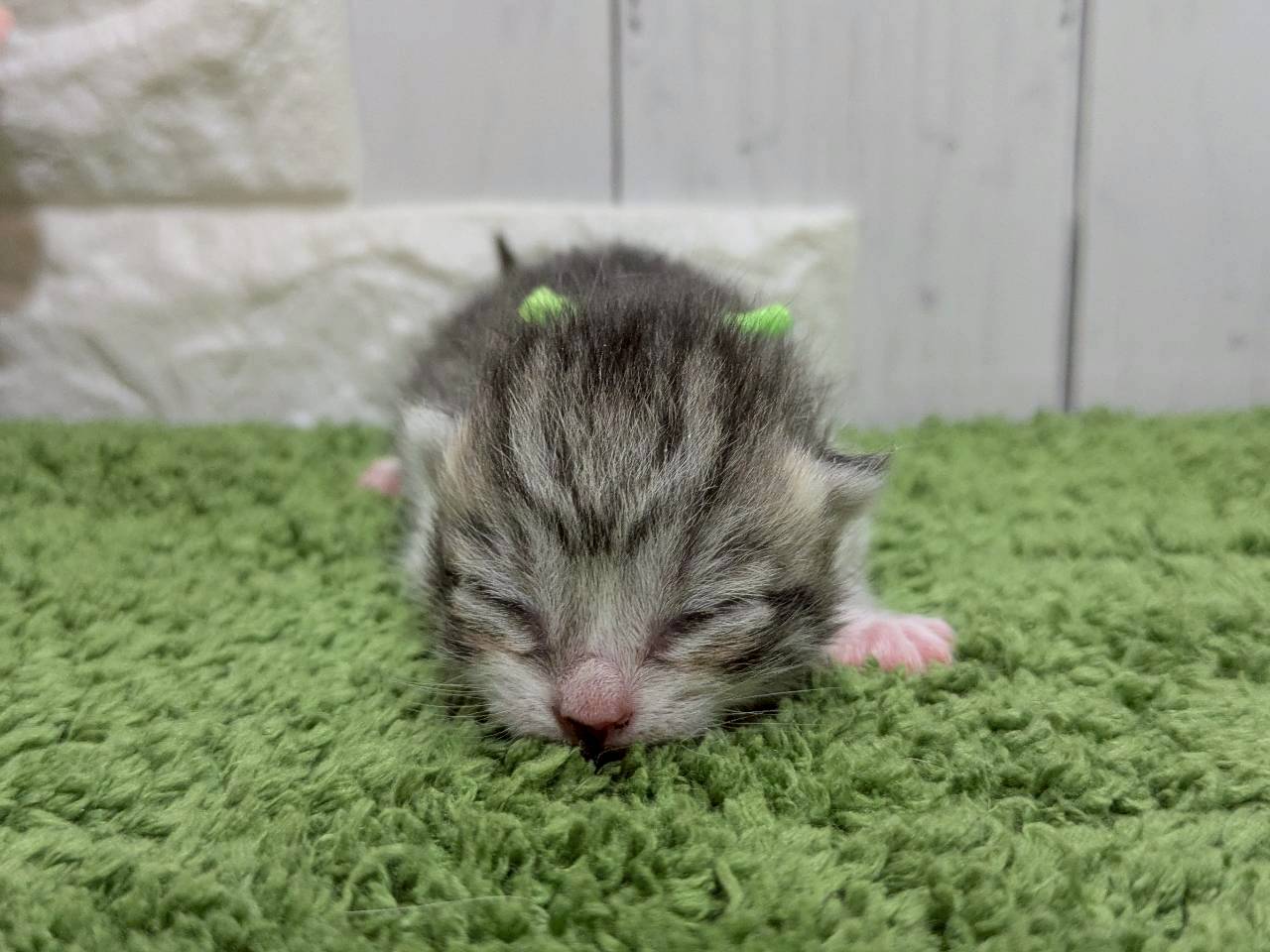 赤ちゃん写真1-1