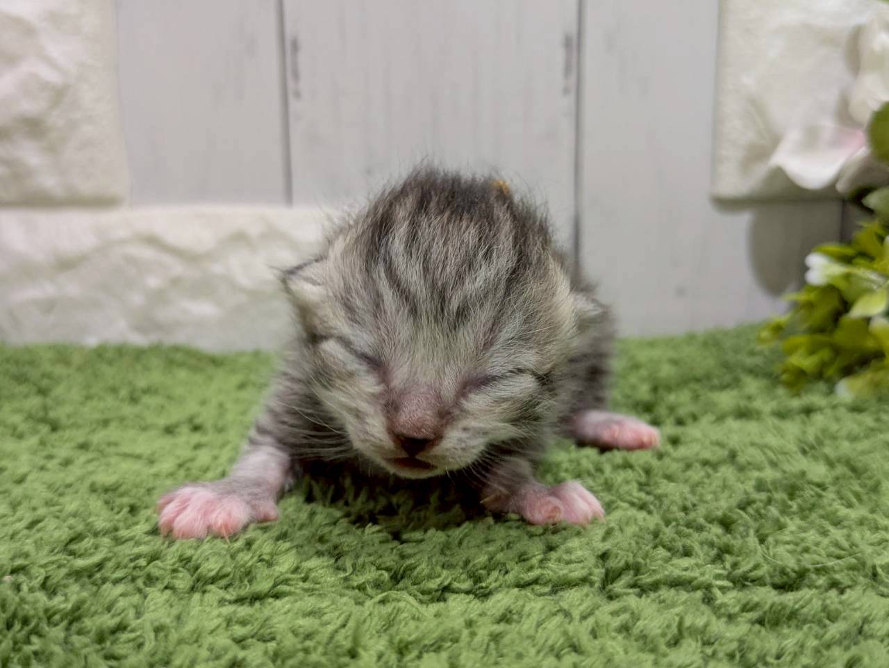 赤ちゃん写真1-1