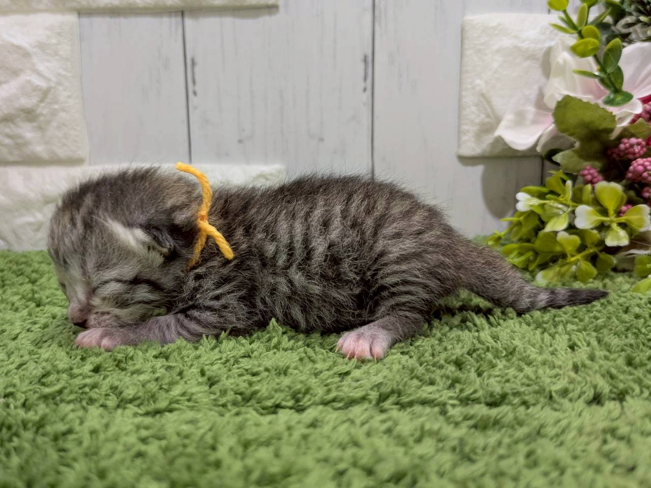 赤ちゃん写真1-2