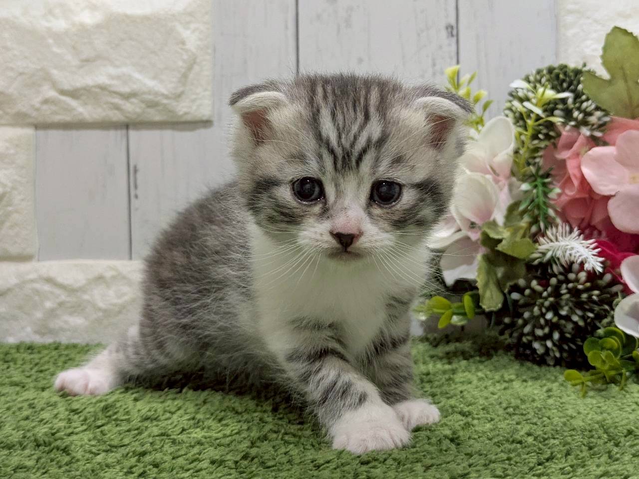 スコティッシュフォールド