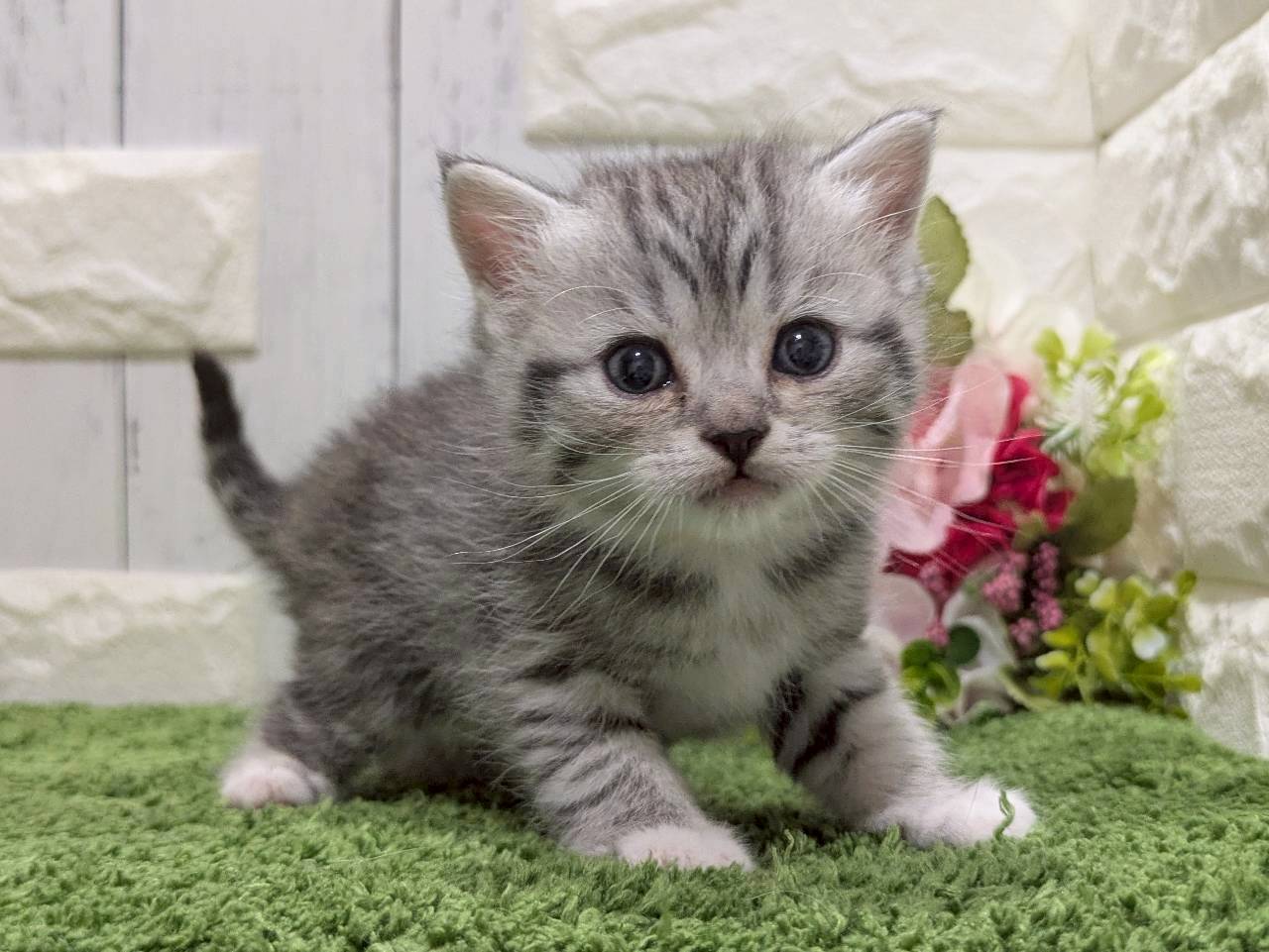 スコティッシュフォールド