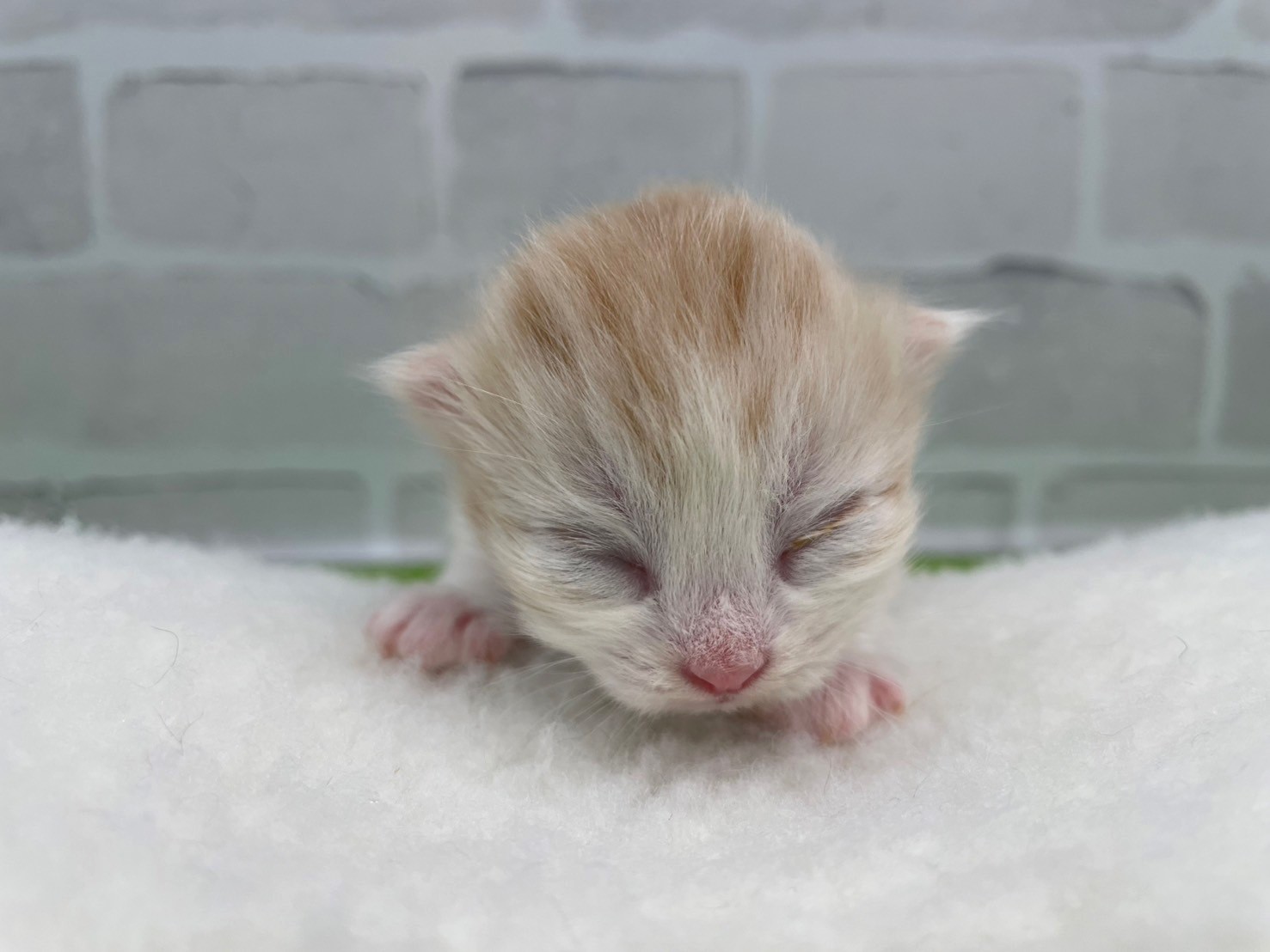 スコティッシュフォールド