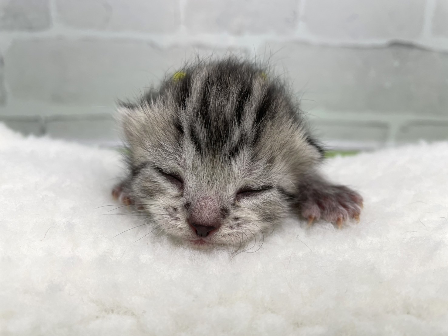 スコティッシュフォールド